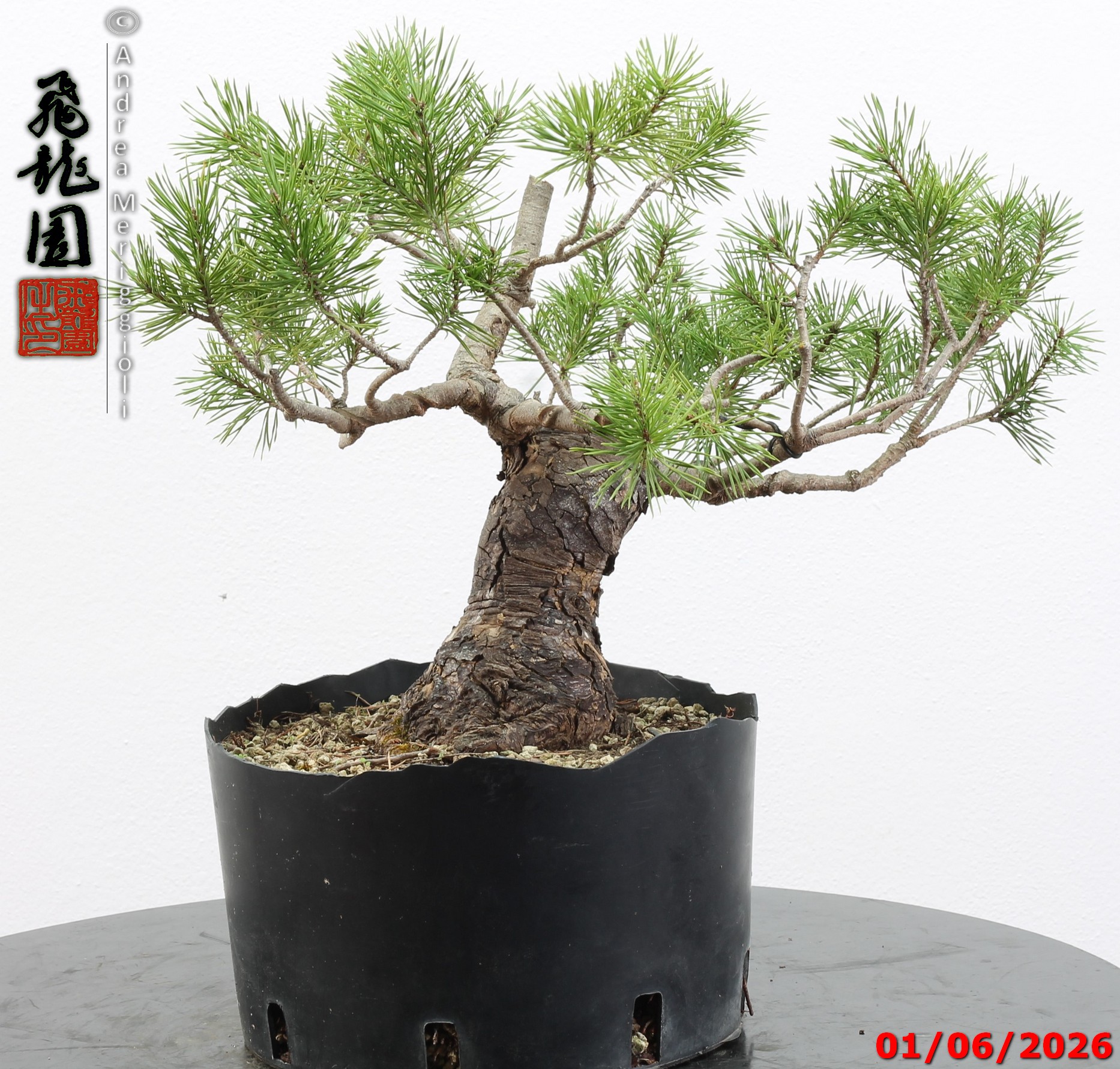 Pinus sylvestris - Image 5