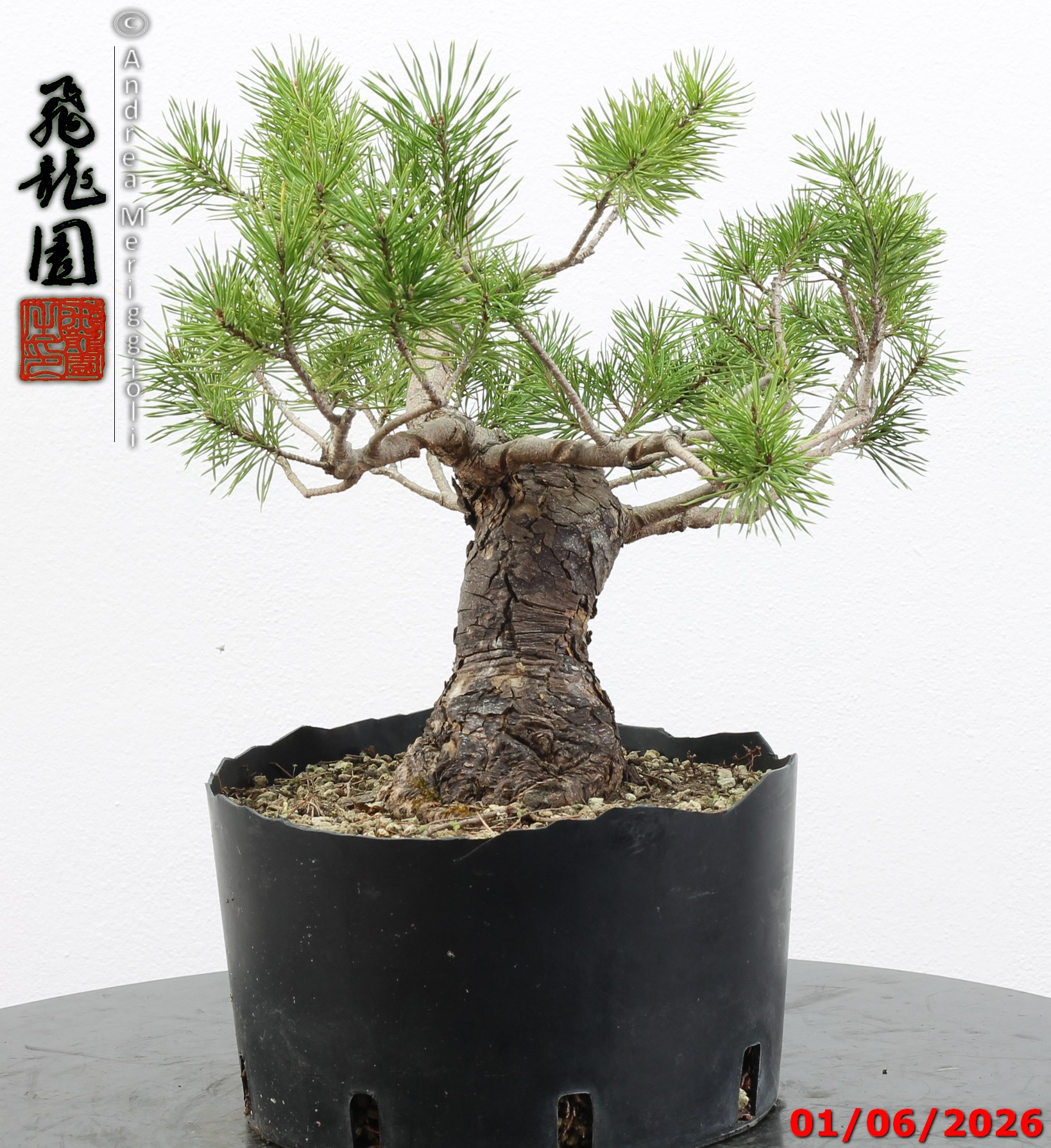 Pinus sylvestris - Image 4