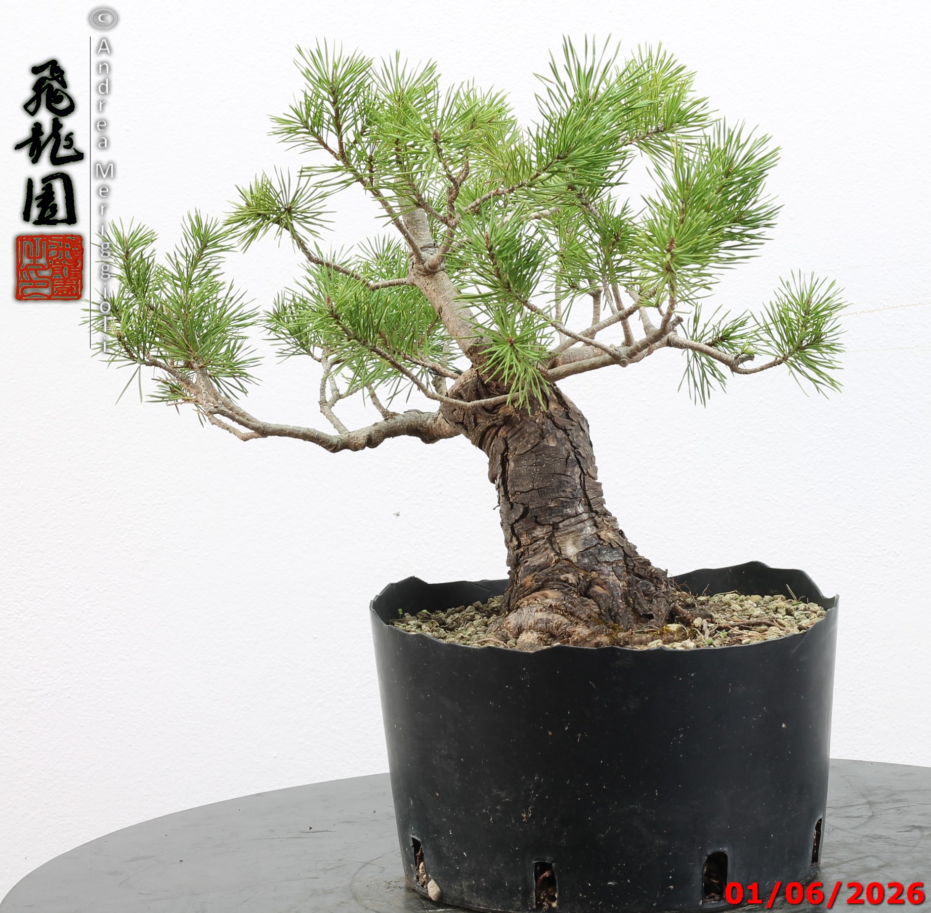 Pinus sylvestris - Image 3