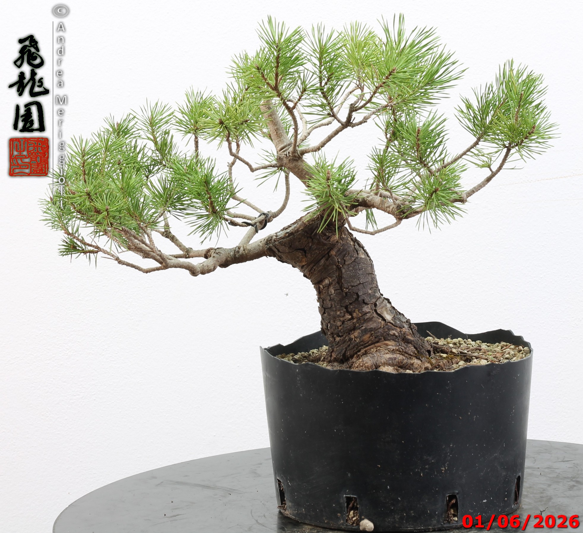 Pinus sylvestris - Image 2