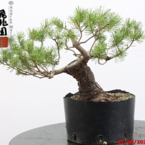 Pinus sylvestris