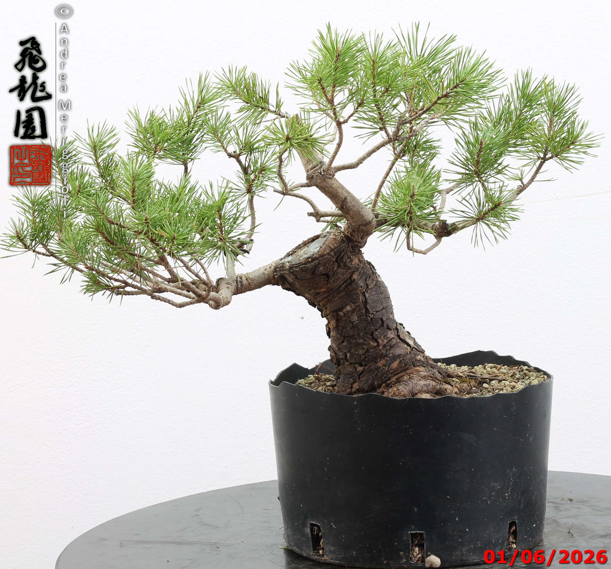 Pinus sylvestris