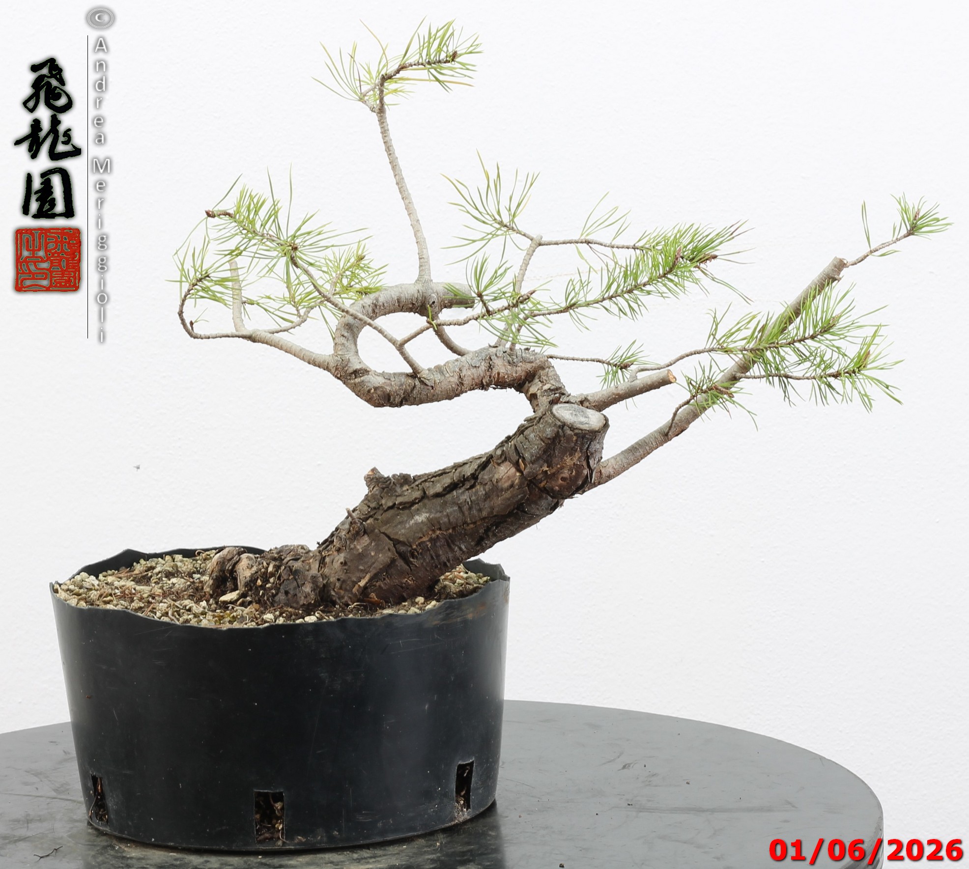 Pinus sylvestris shohin - Image 9