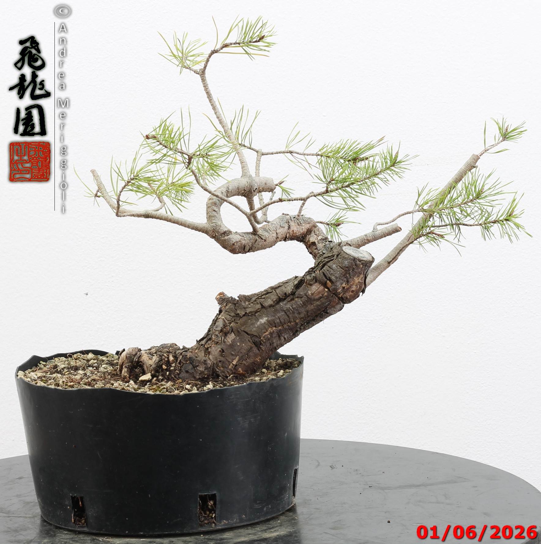 Pinus sylvestris shohin - Image 8