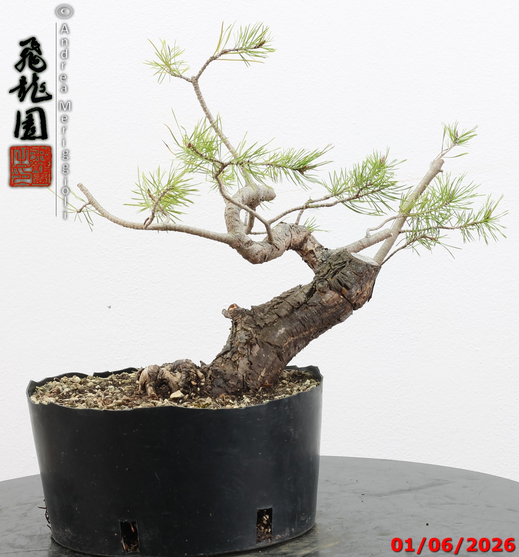 Pinus sylvestris shohin - Image 7