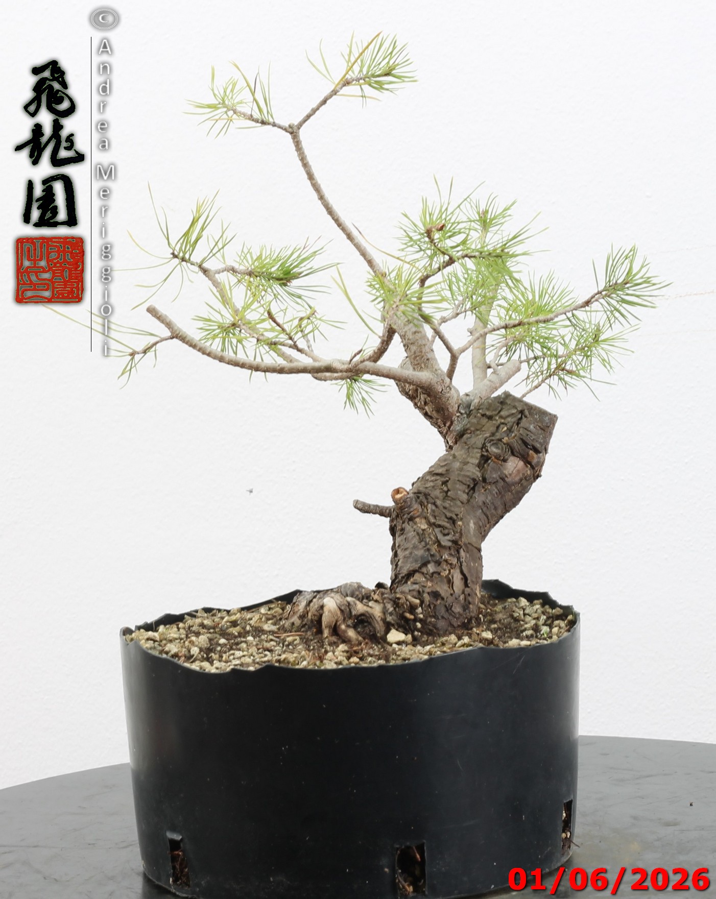 Pinus sylvestris shohin - Image 6