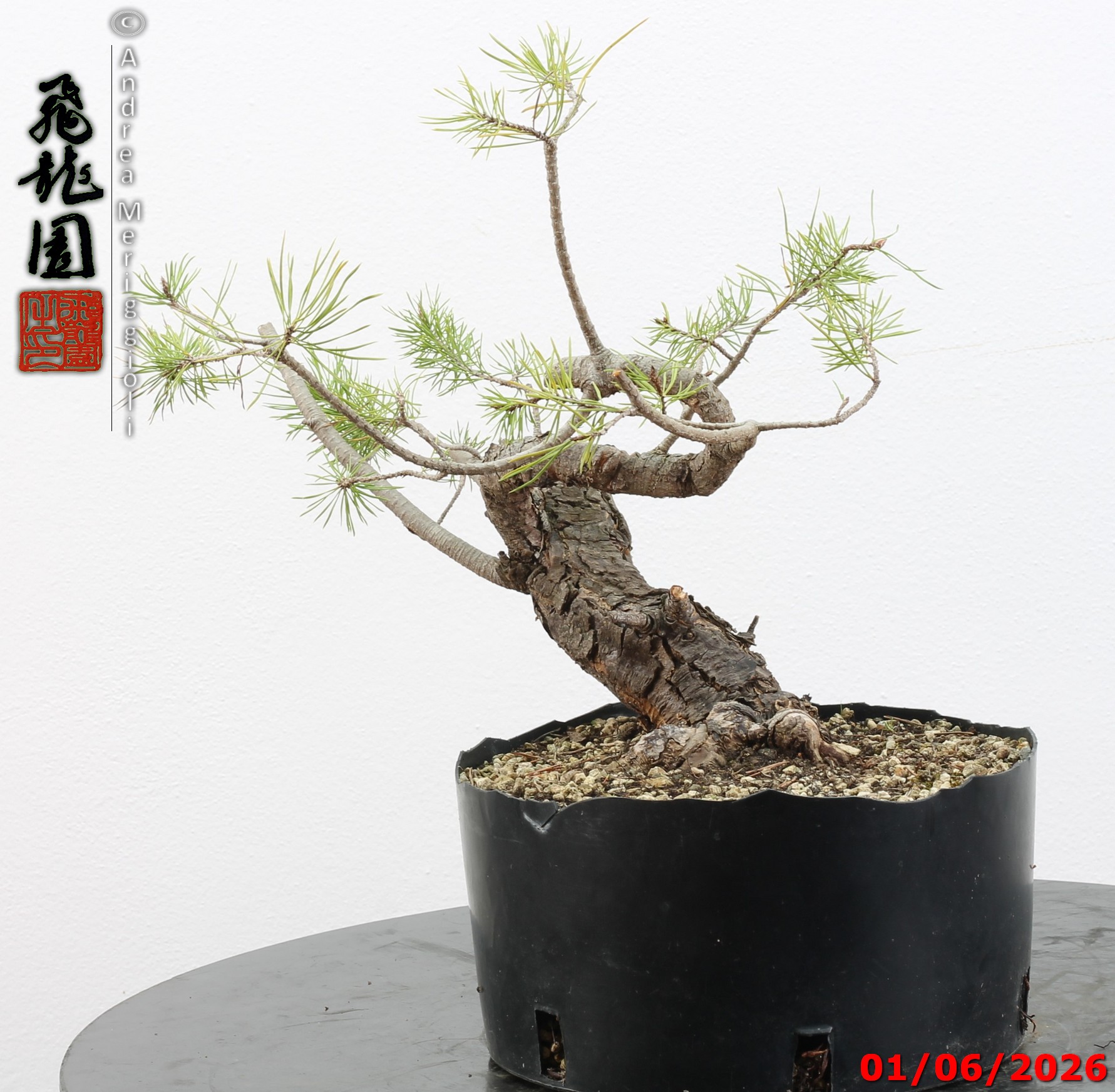 Pinus sylvestris shohin - Image 5