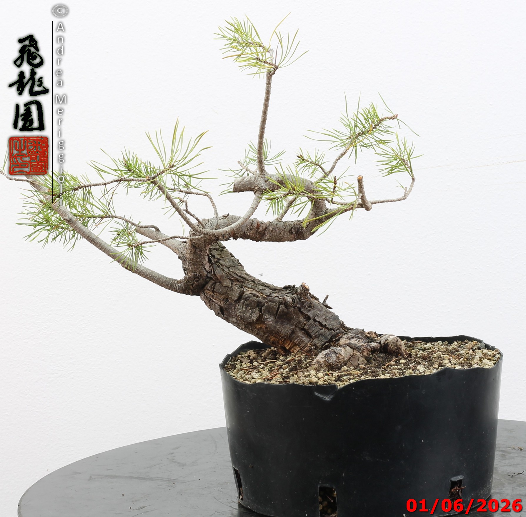 Pinus sylvestris shohin - Image 4
