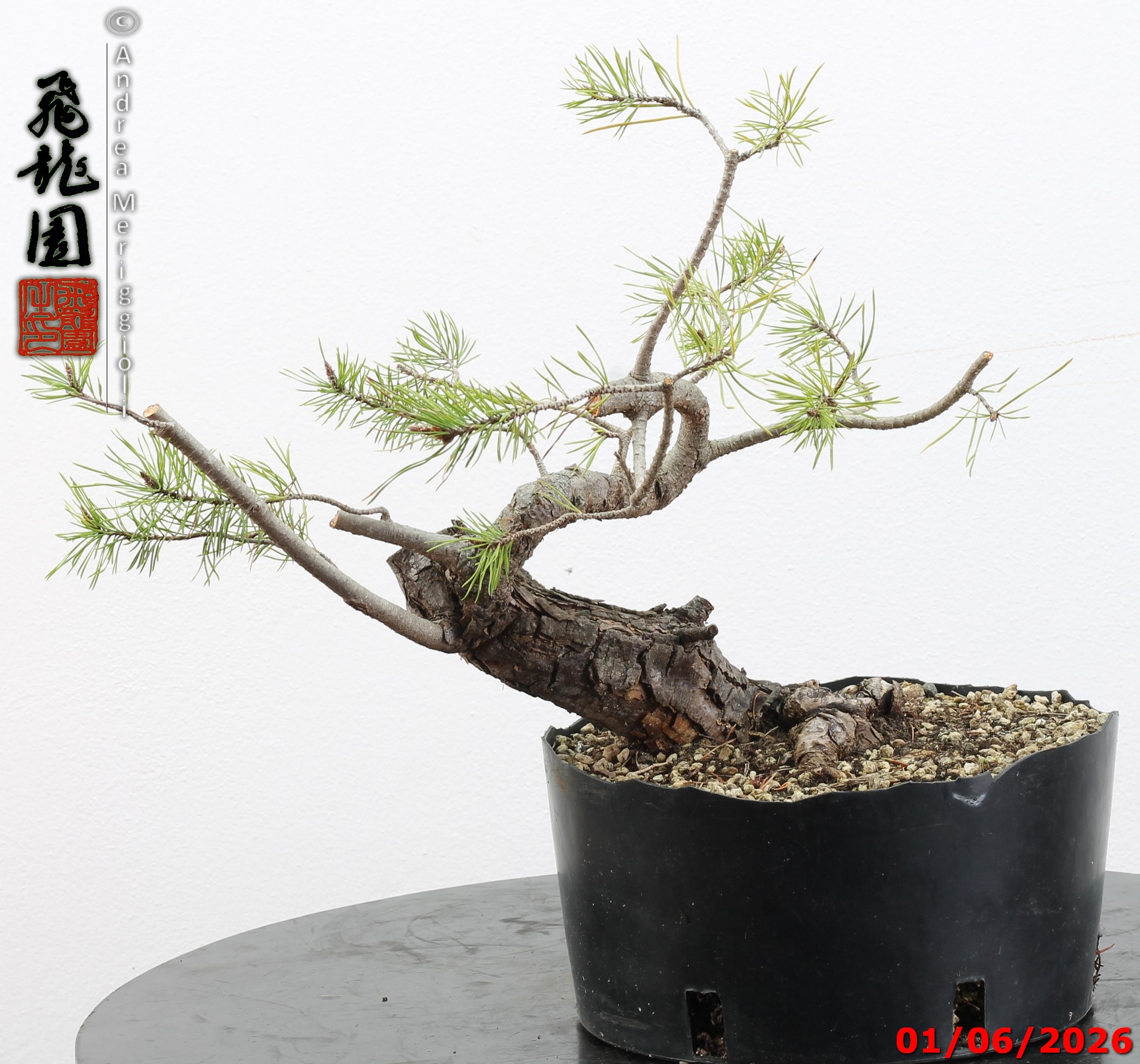 Pinus sylvestris shohin - Image 3