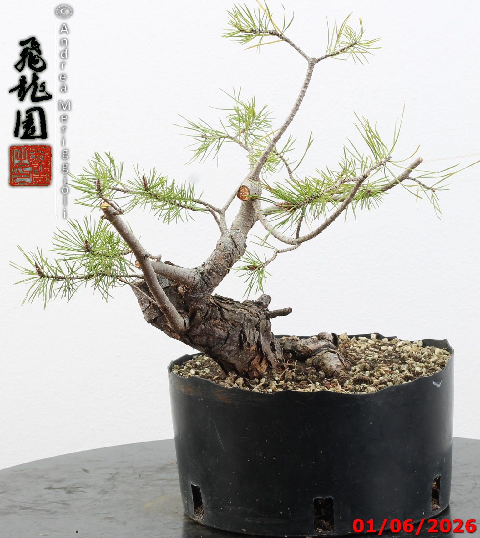 Pinus sylvestris shohin - Image 2