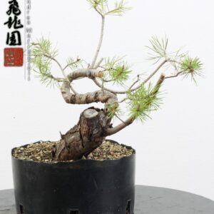 Pinus sylvestris shohin