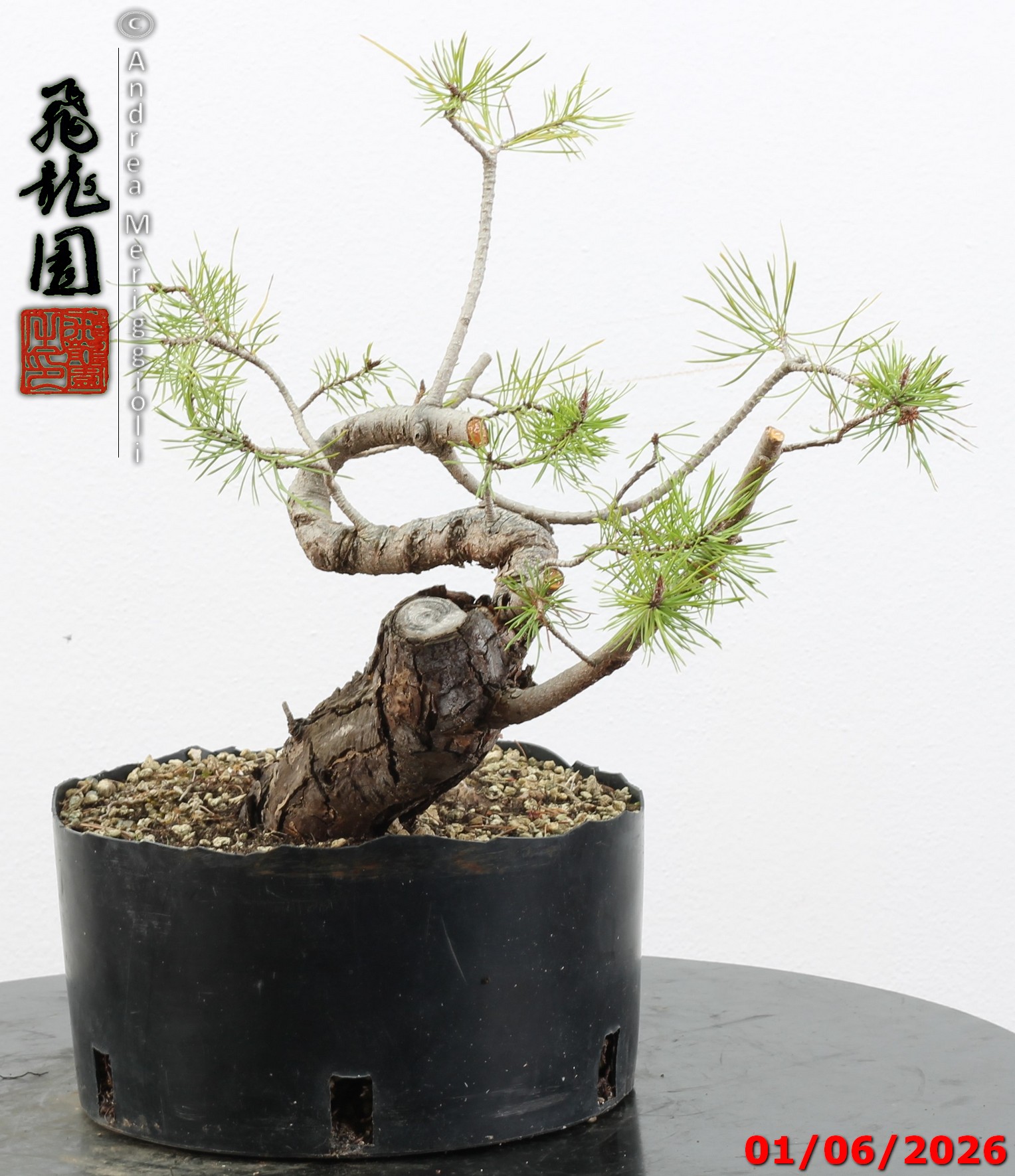 Pinus sylvestris shohin