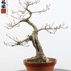 Quercus pubescens