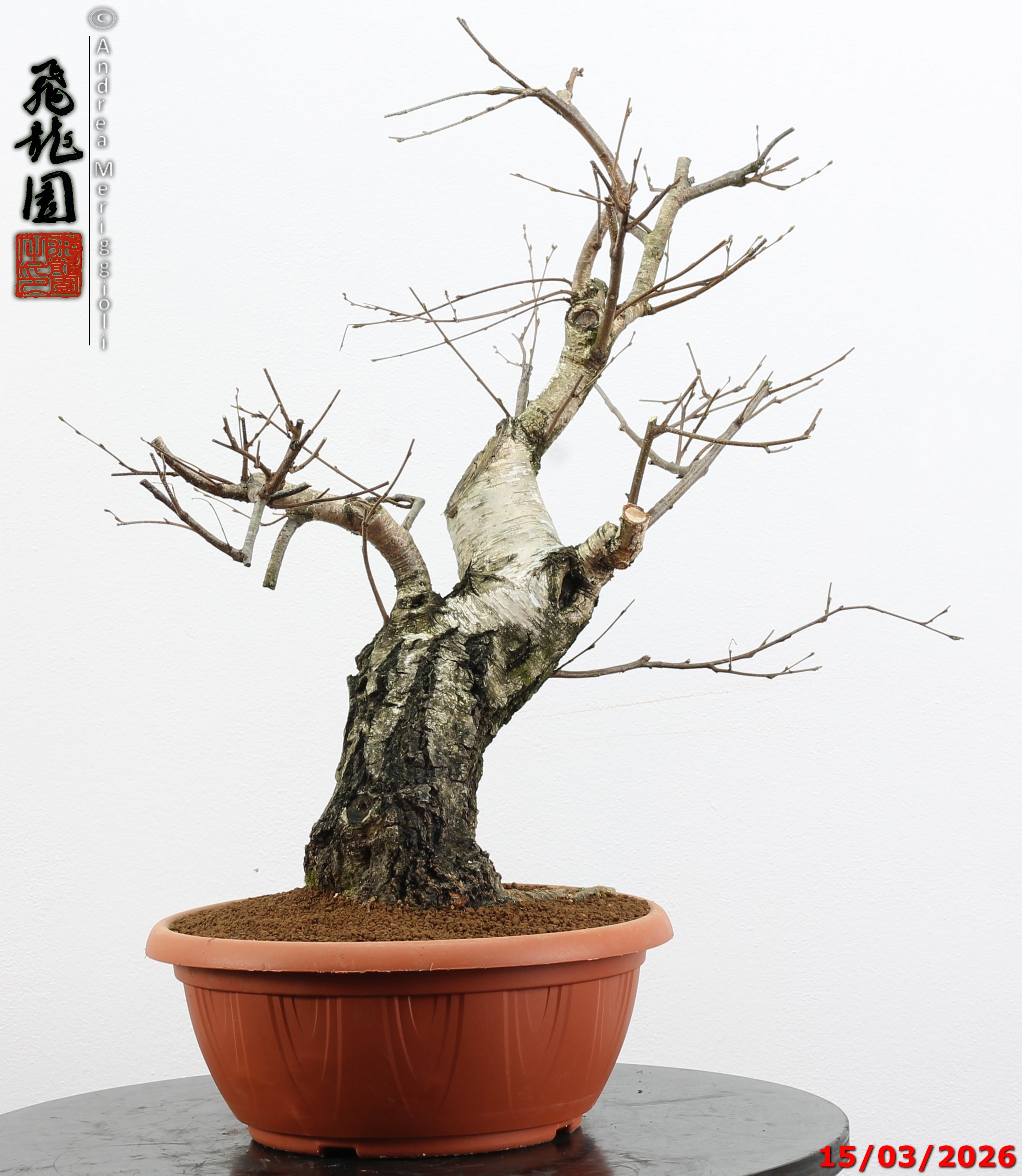 Betula pubescens - Image 10