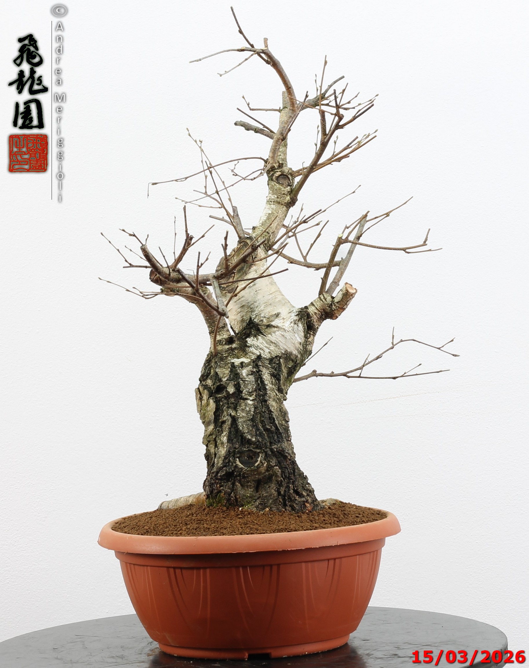 Betula pubescens - Image 9