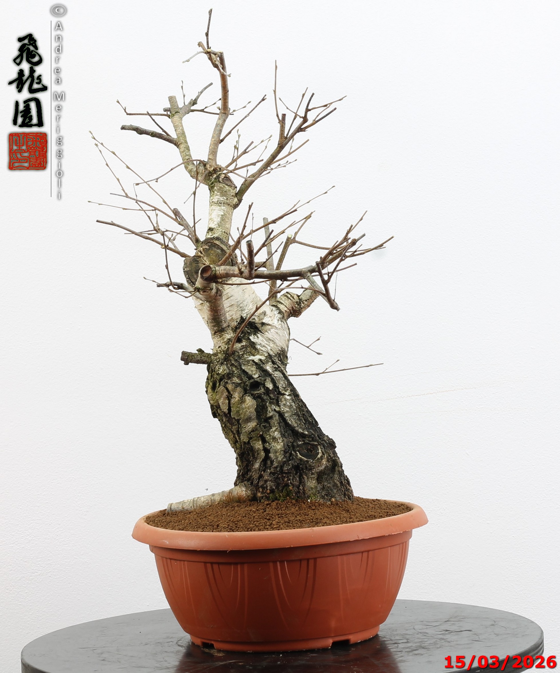Betula pubescens - Image 8
