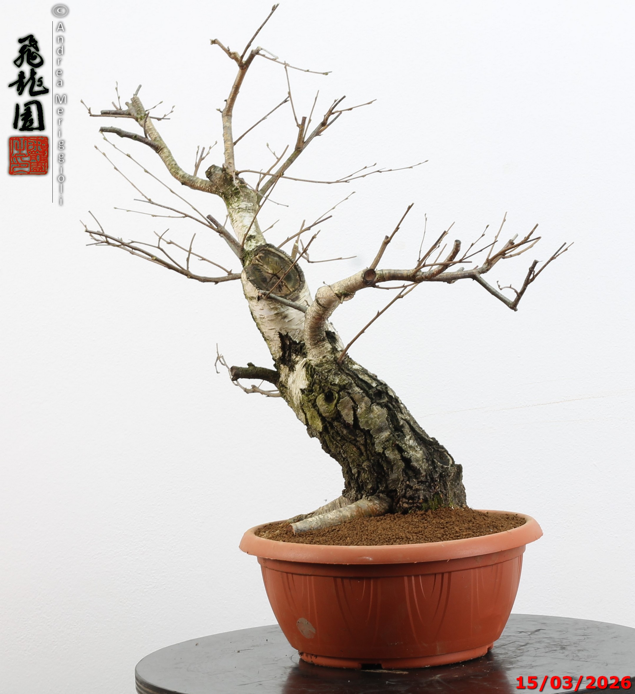 Betula pubescens - Image 7