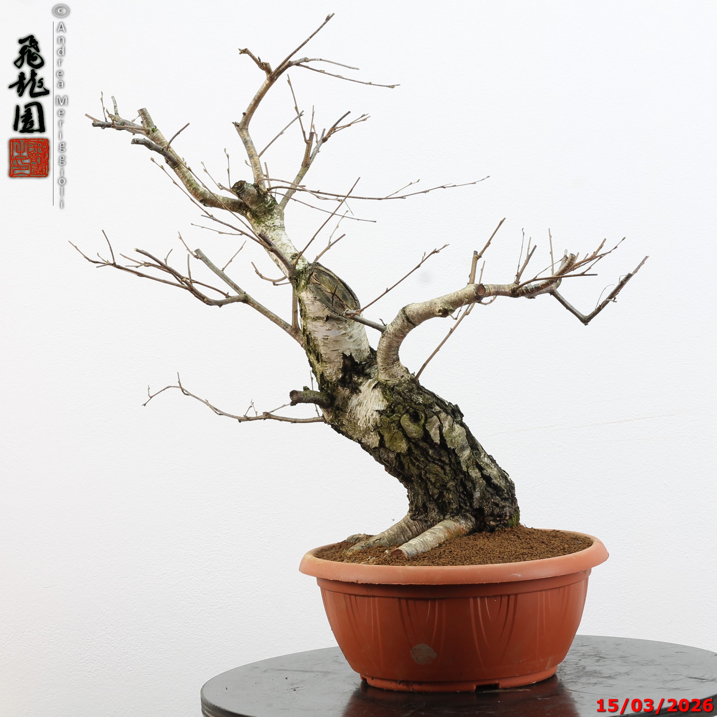Betula pubescens - Image 6