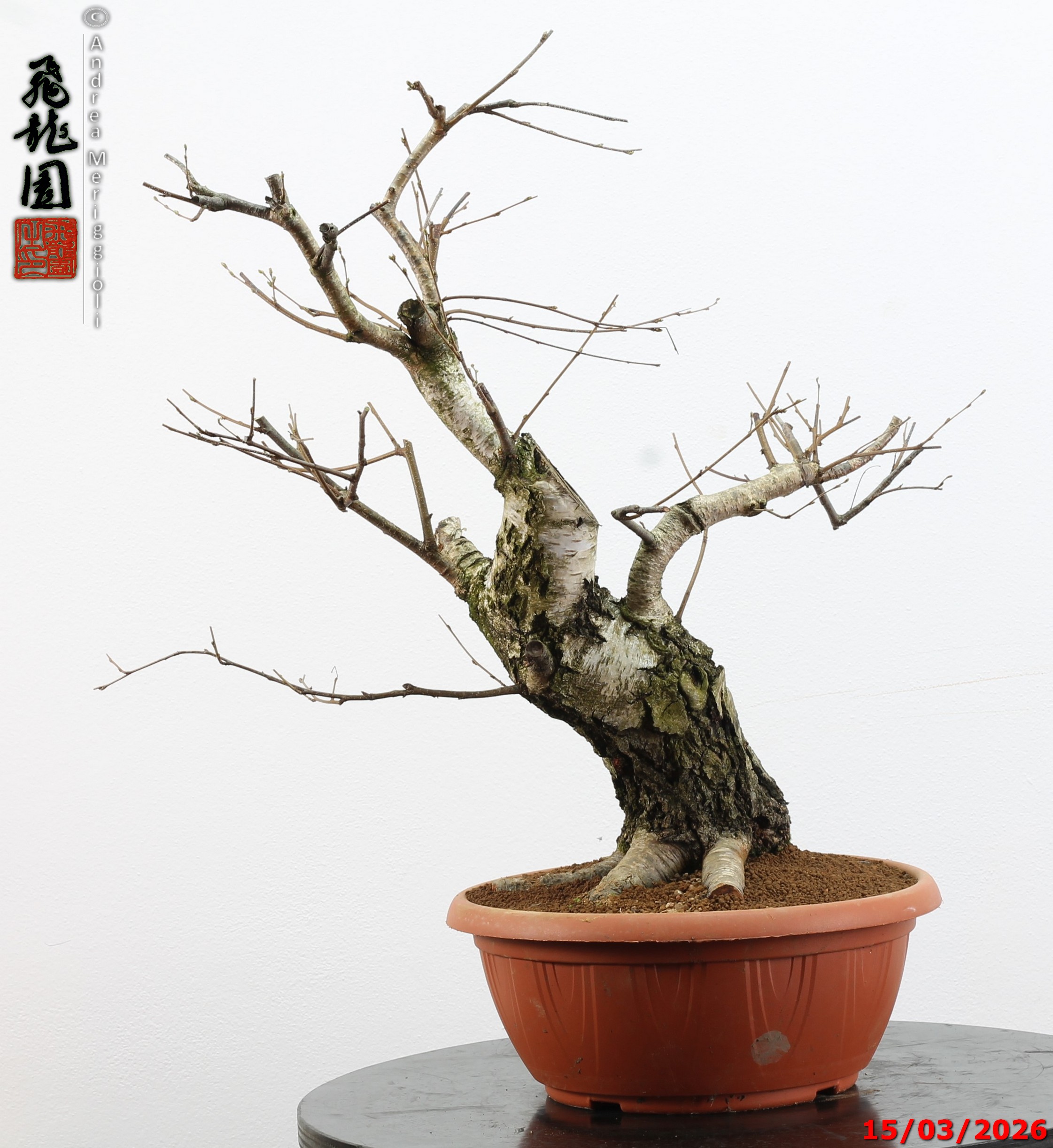 Betula pubescens - Image 5
