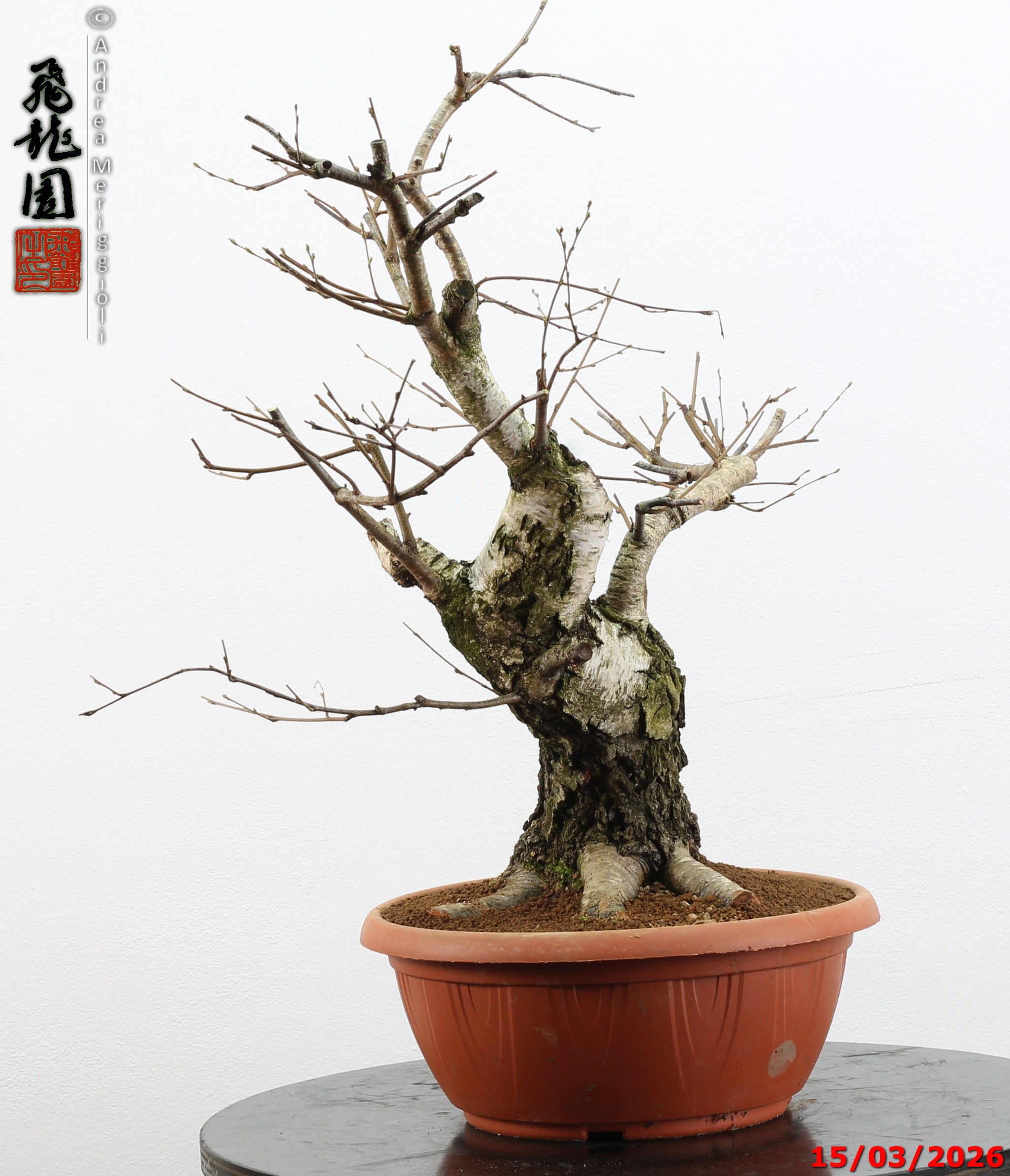 Betula pubescens - Image 4