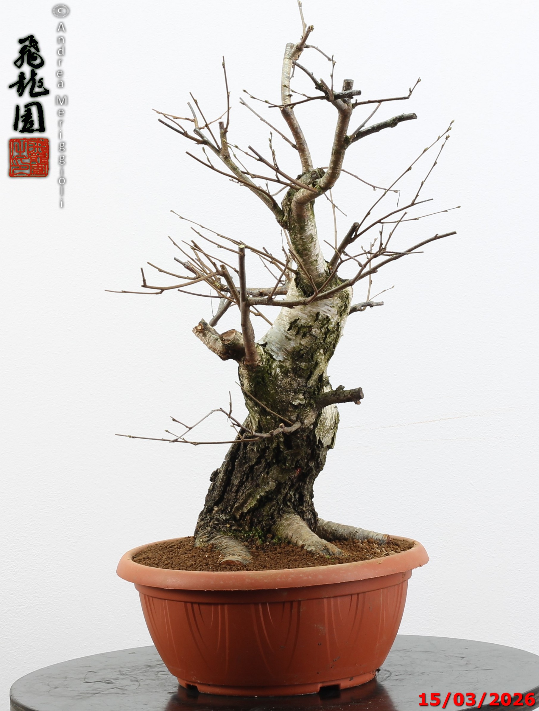 Betula pubescens - Image 3