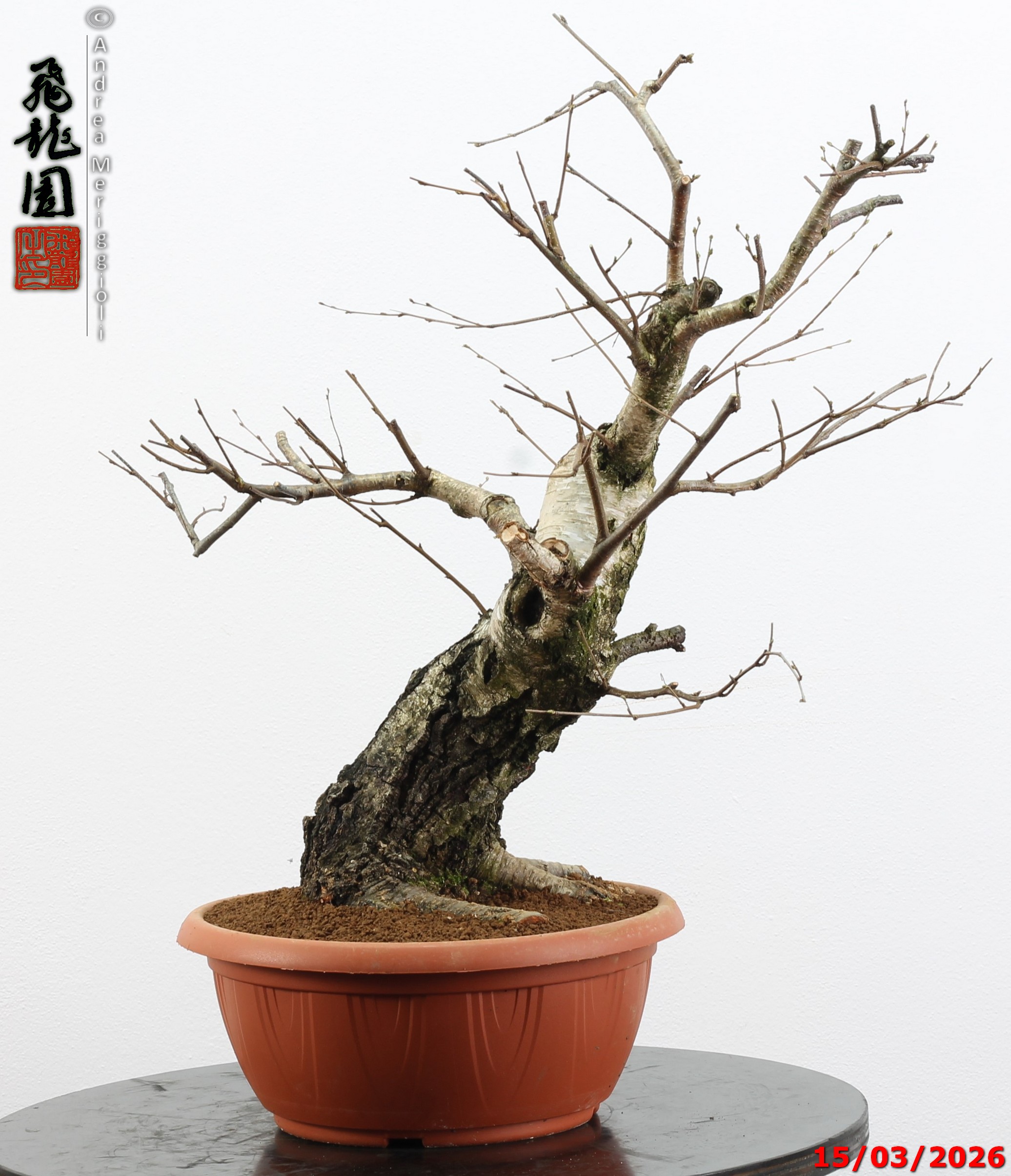 Betula pubescens - Image 2
