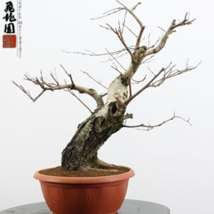 Betula pubescens