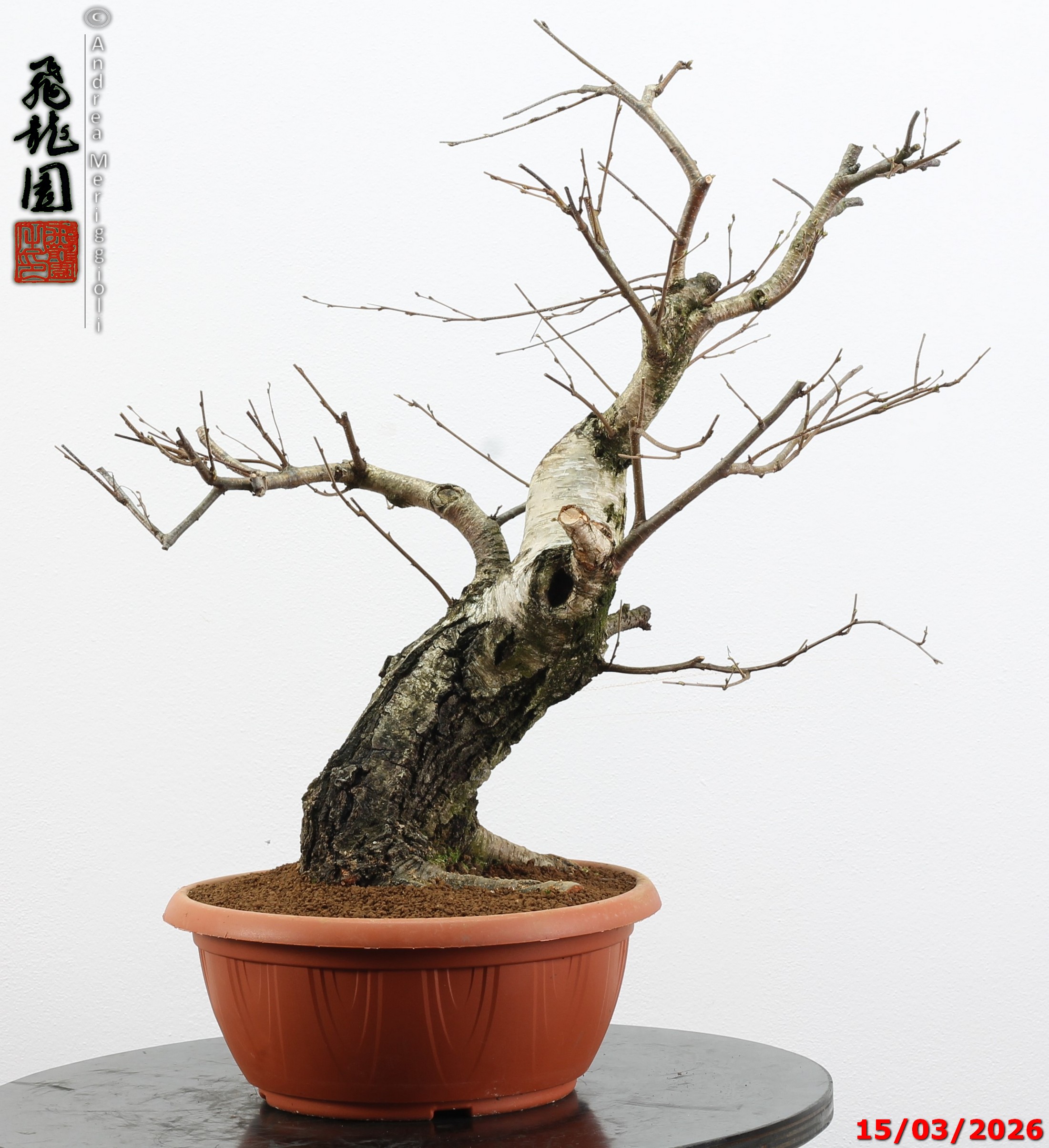 Betula pubescens