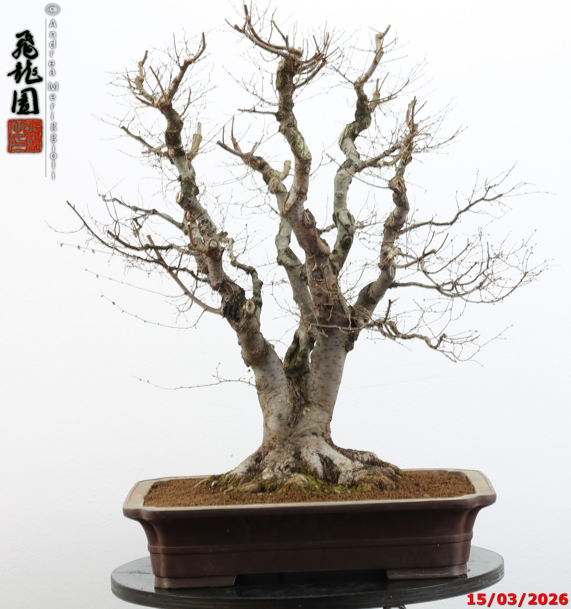 Zelkova parvifolia - Image 14