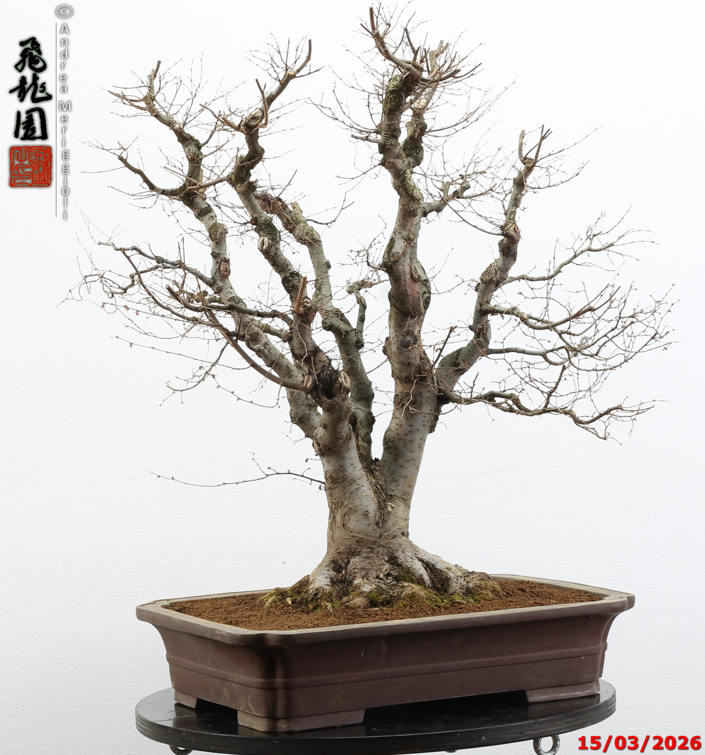 Zelkova parvifolia - Image 13