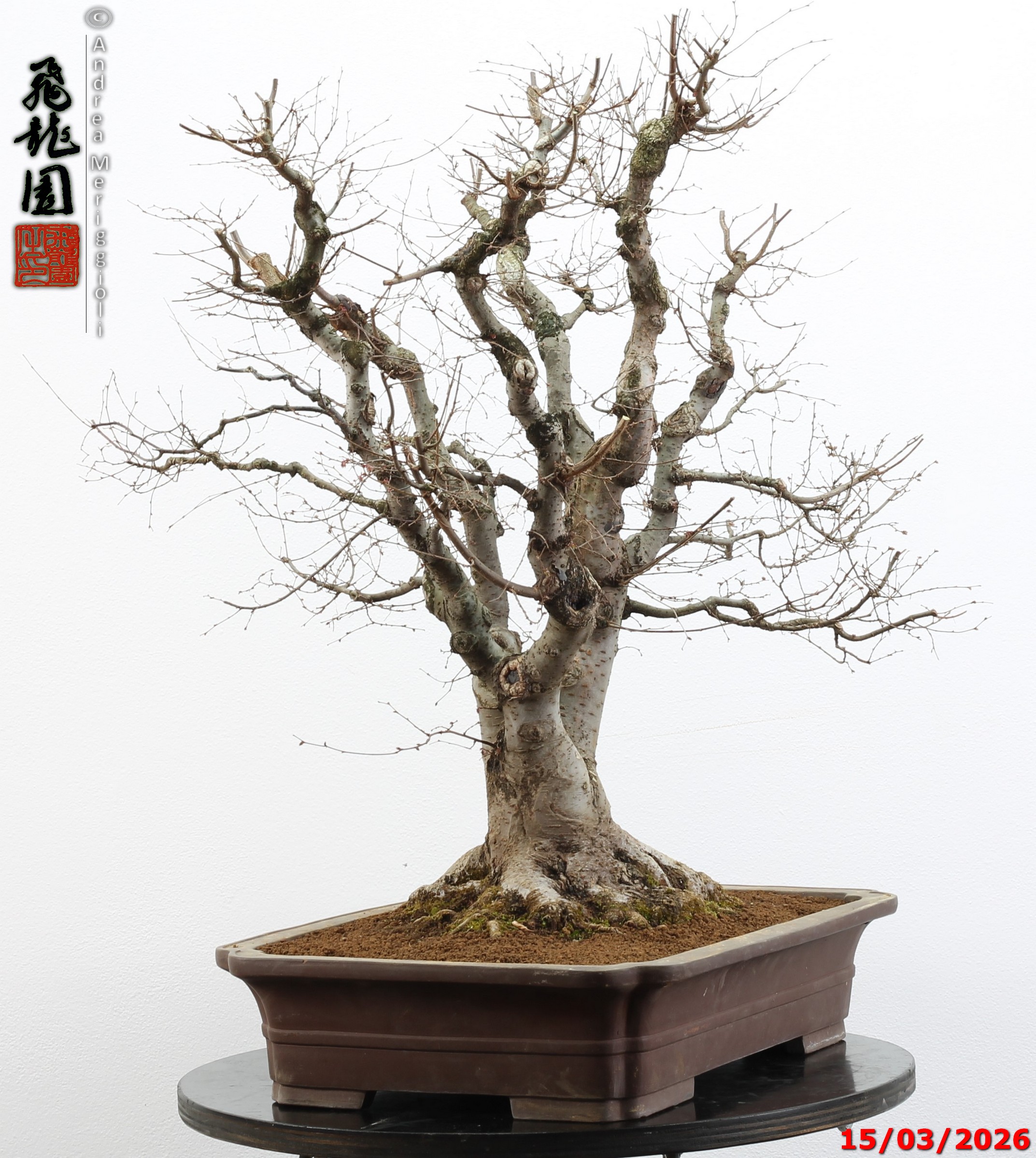 Zelkova parvifolia - Image 12