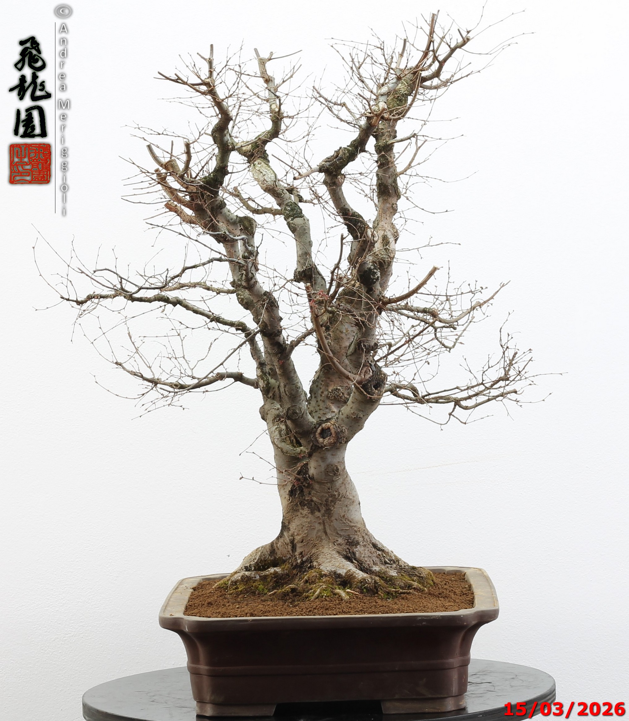 Zelkova parvifolia - Image 11