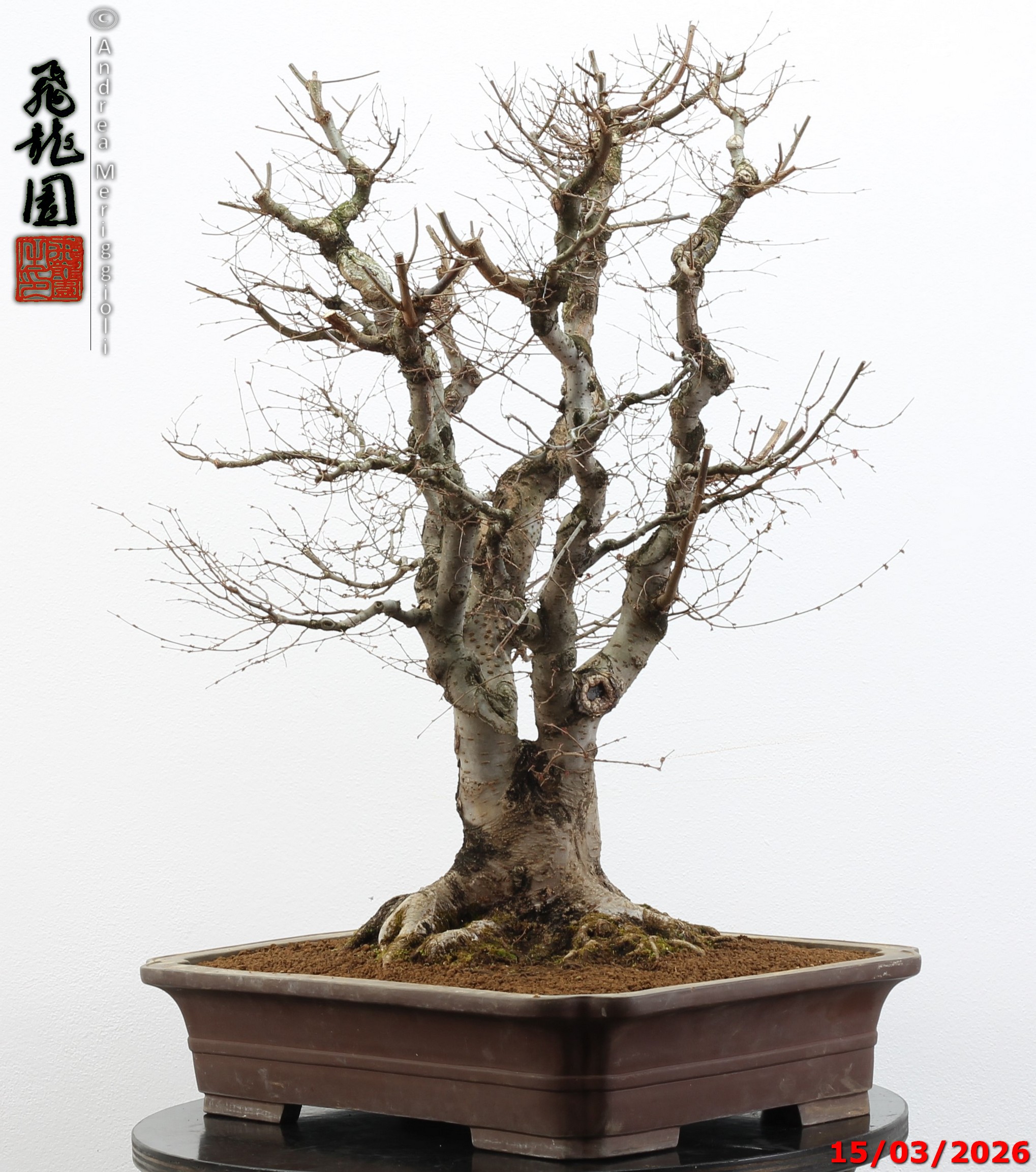 Zelkova parvifolia - Image 10