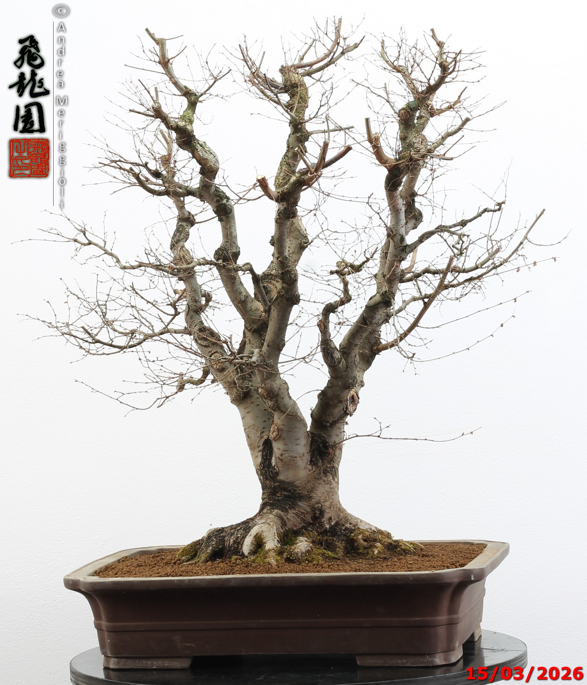 Zelkova parvifolia - Image 9