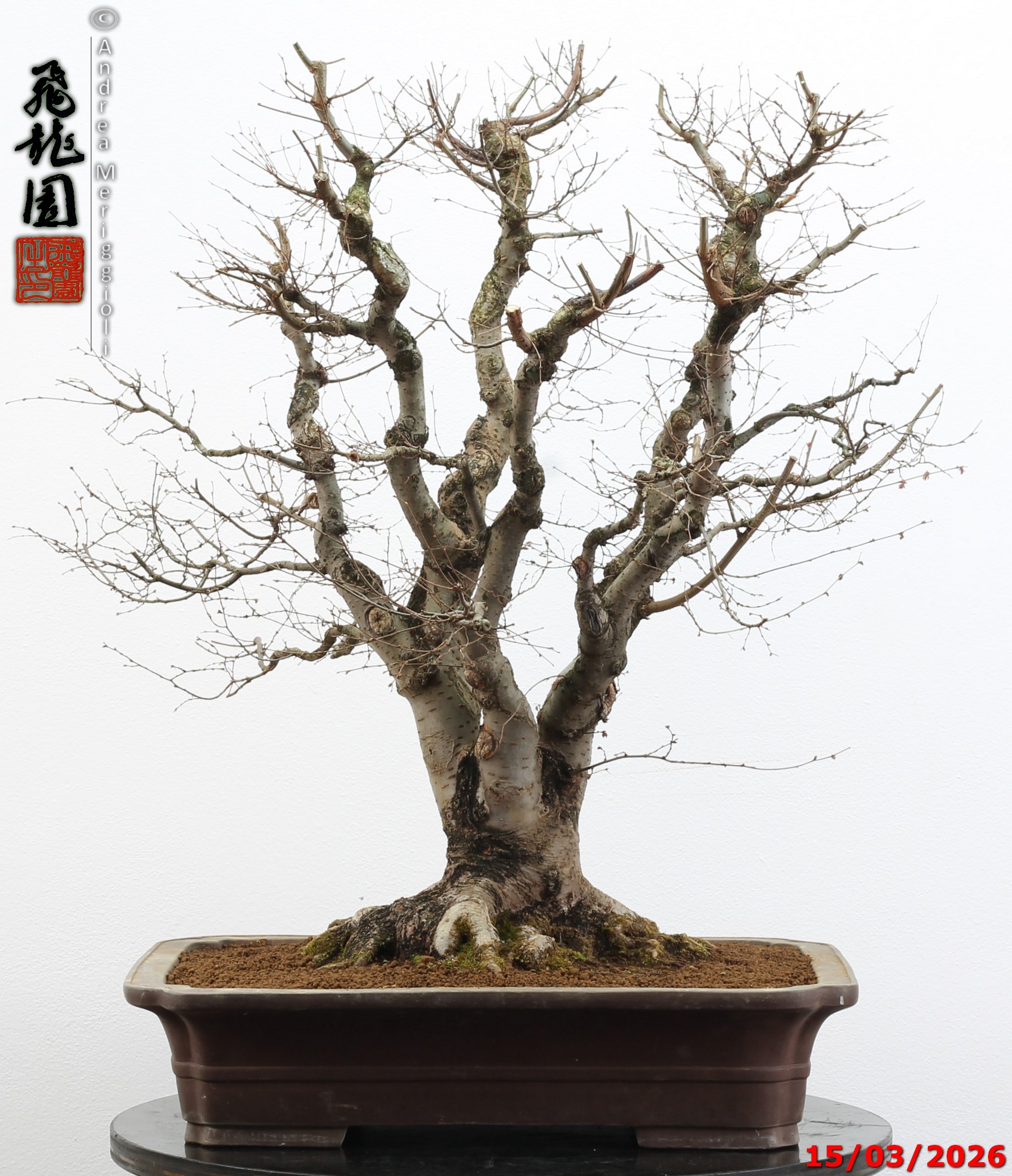 Zelkova parvifolia - Image 8