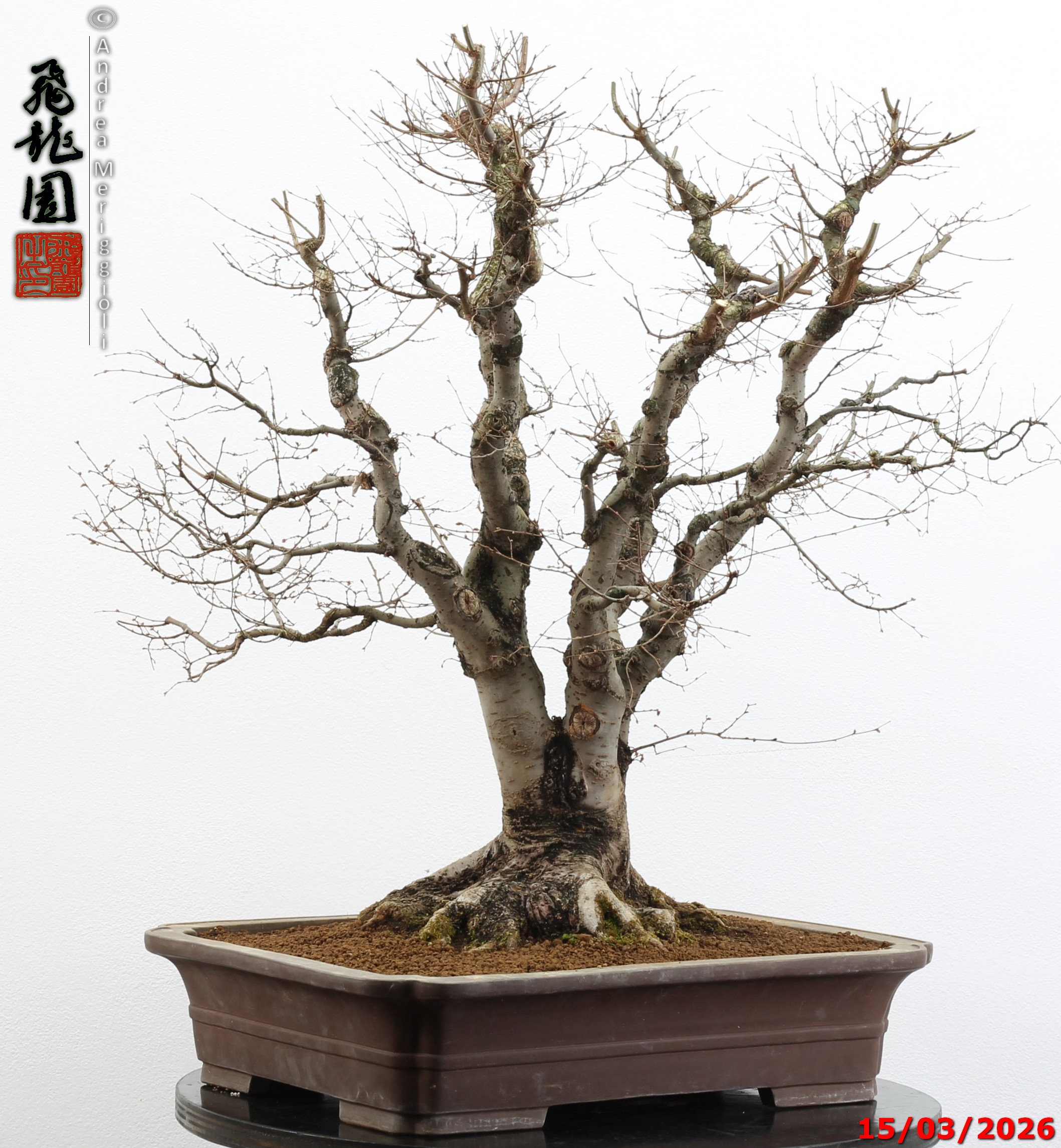 Zelkova parvifolia - Image 7
