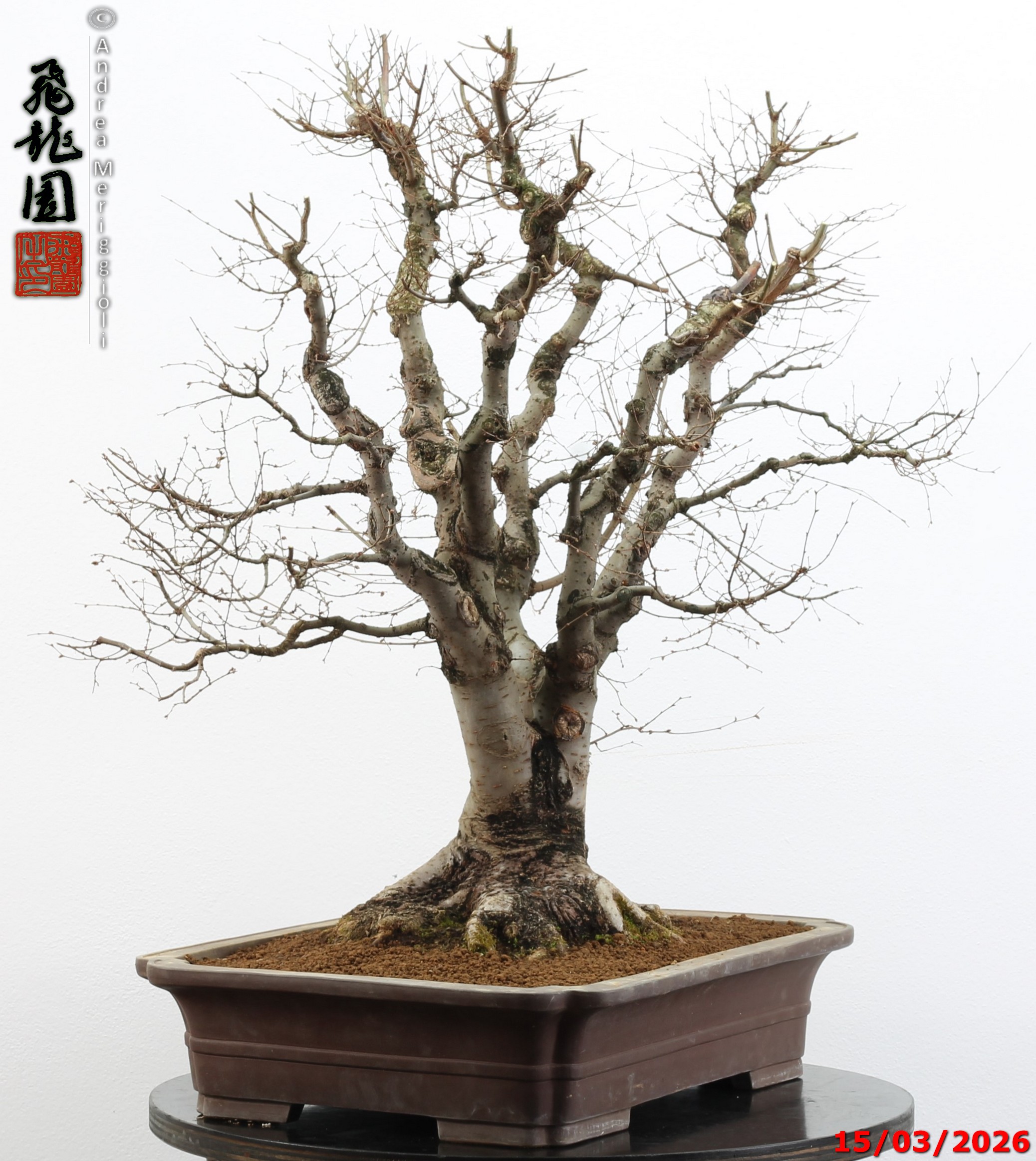 Zelkova parvifolia - Image 6