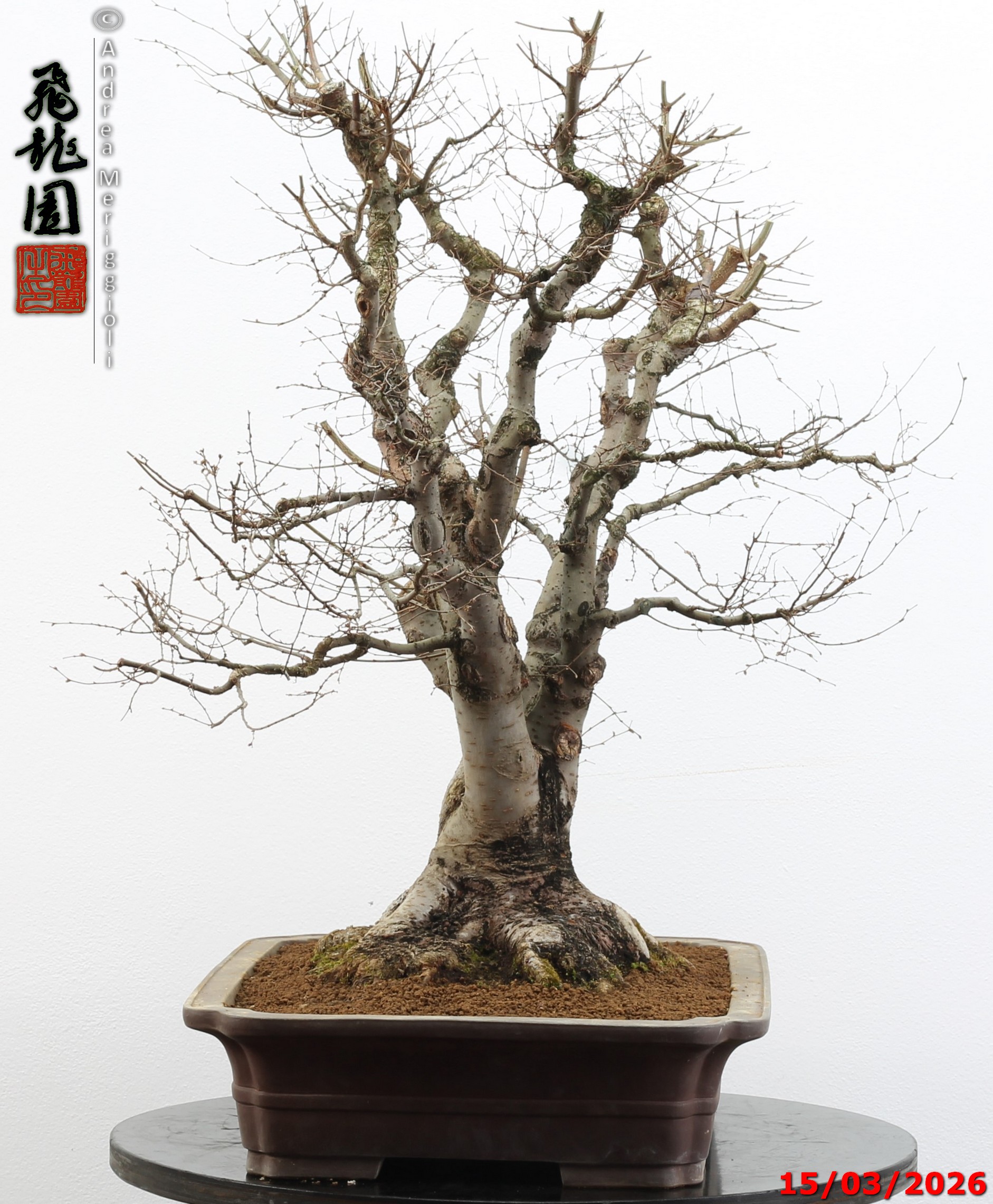Zelkova parvifolia - Image 5