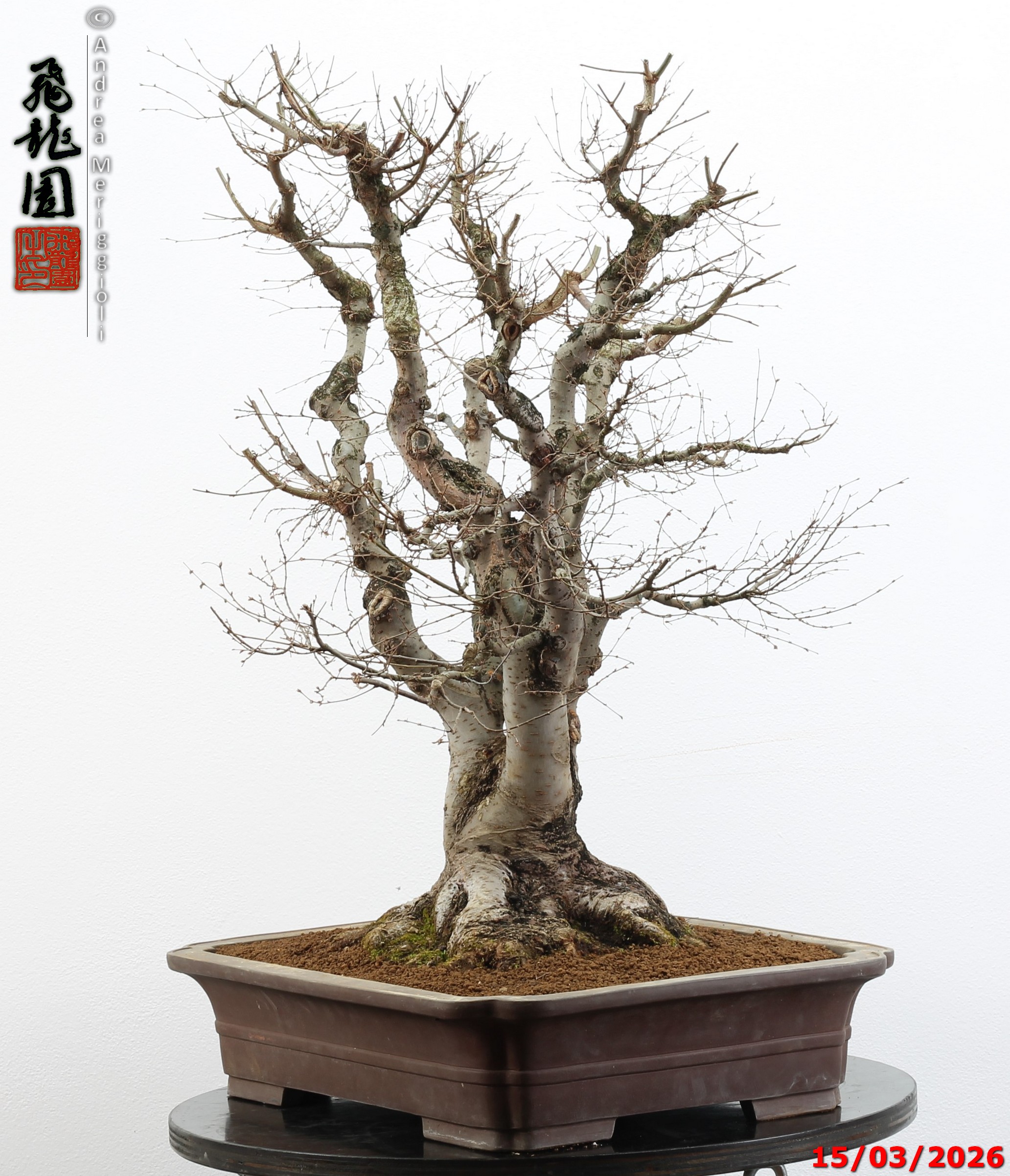 Zelkova parvifolia - Image 4