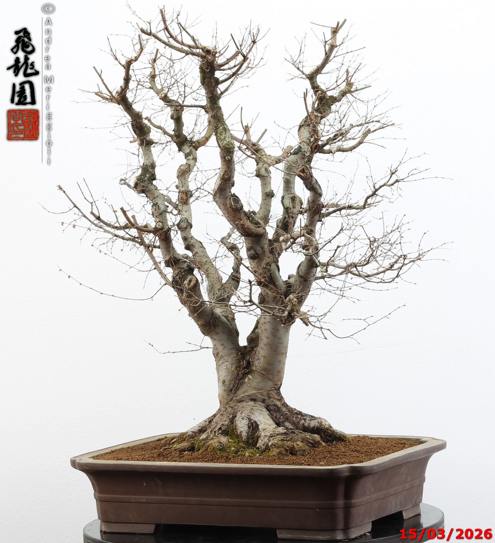 Zelkova parvifolia - Image 3