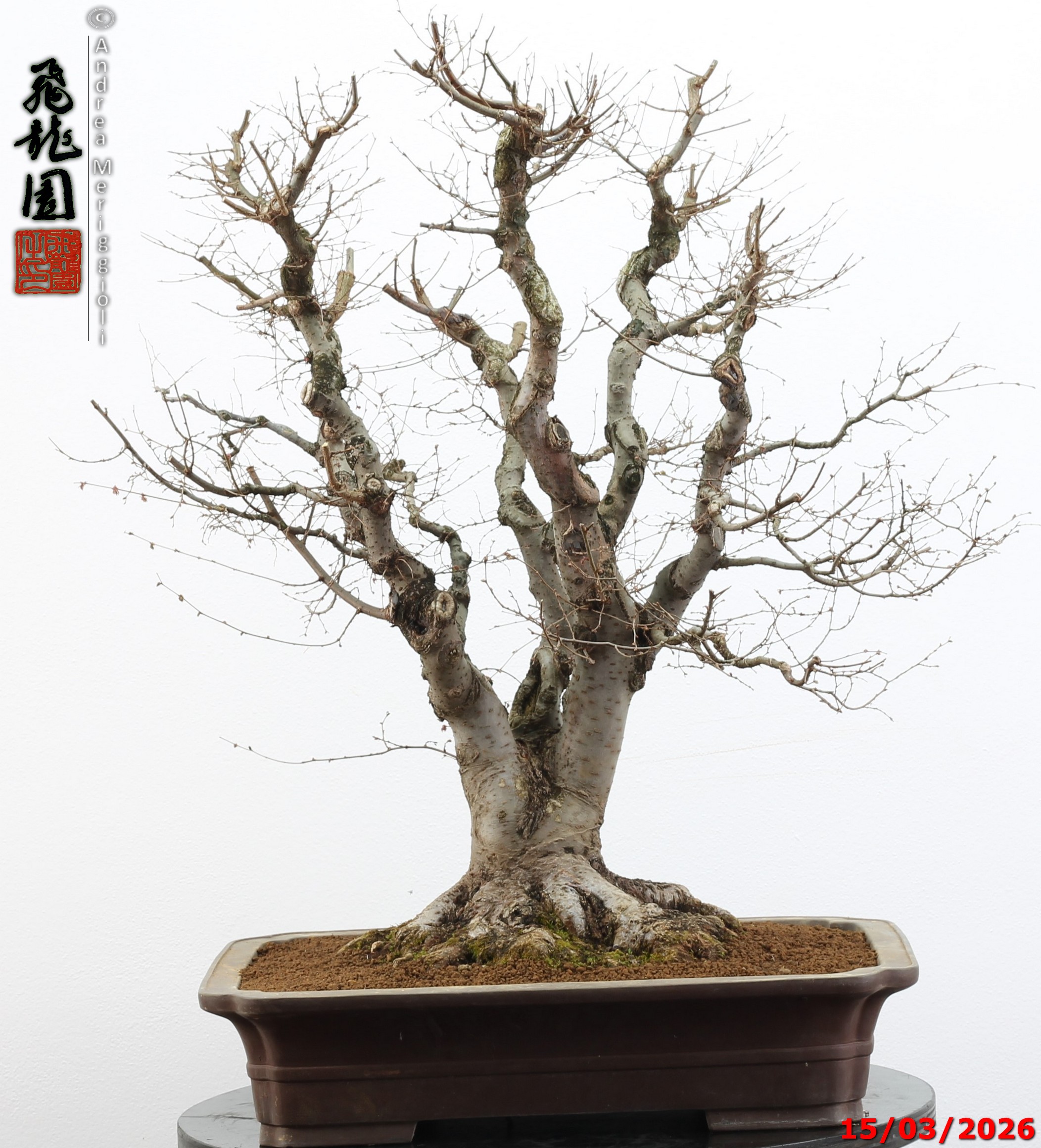 Zelkova parvifolia - Image 2