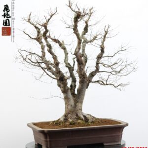 Zelkova parvifolia