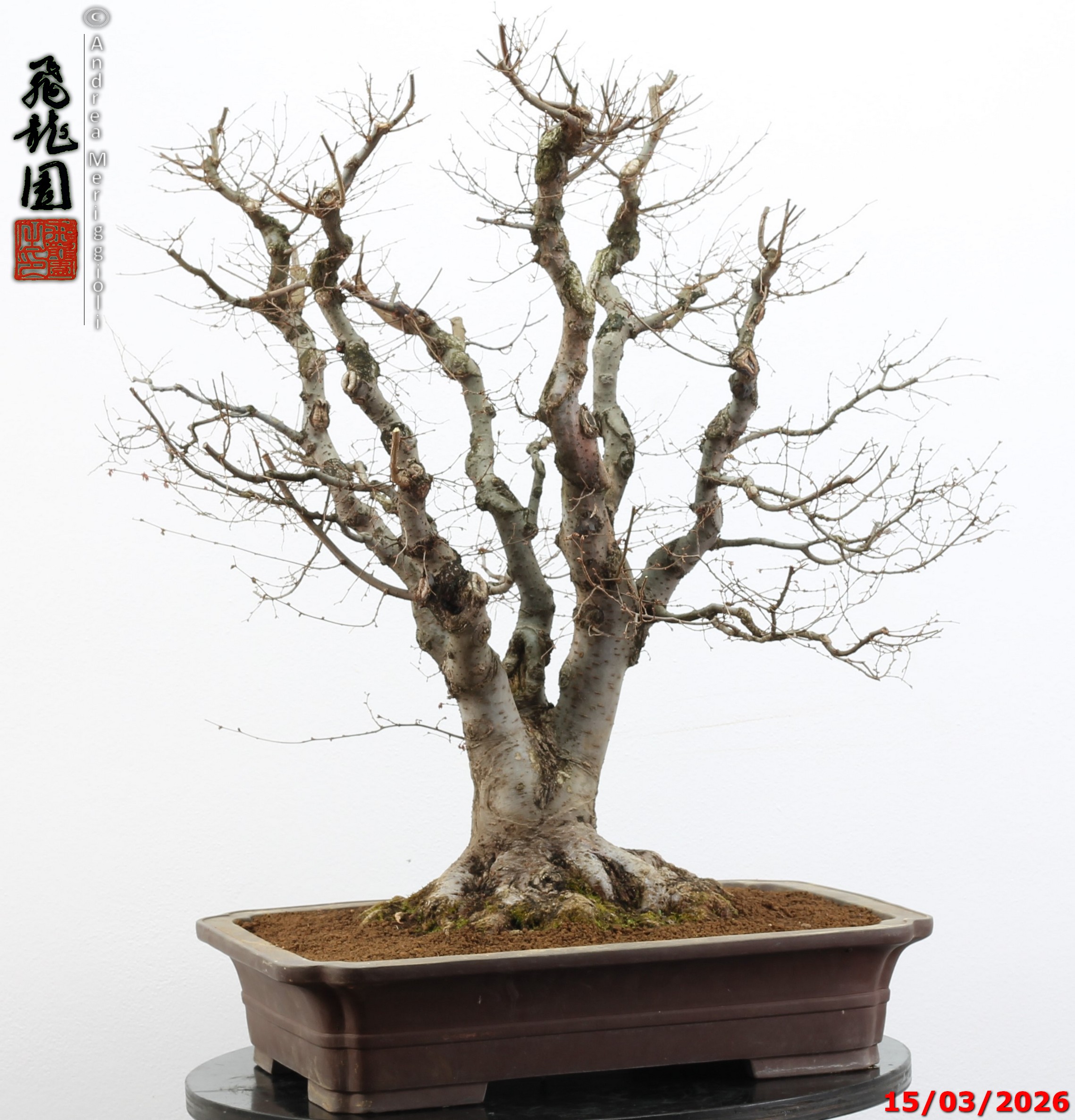 Zelkova parvifolia