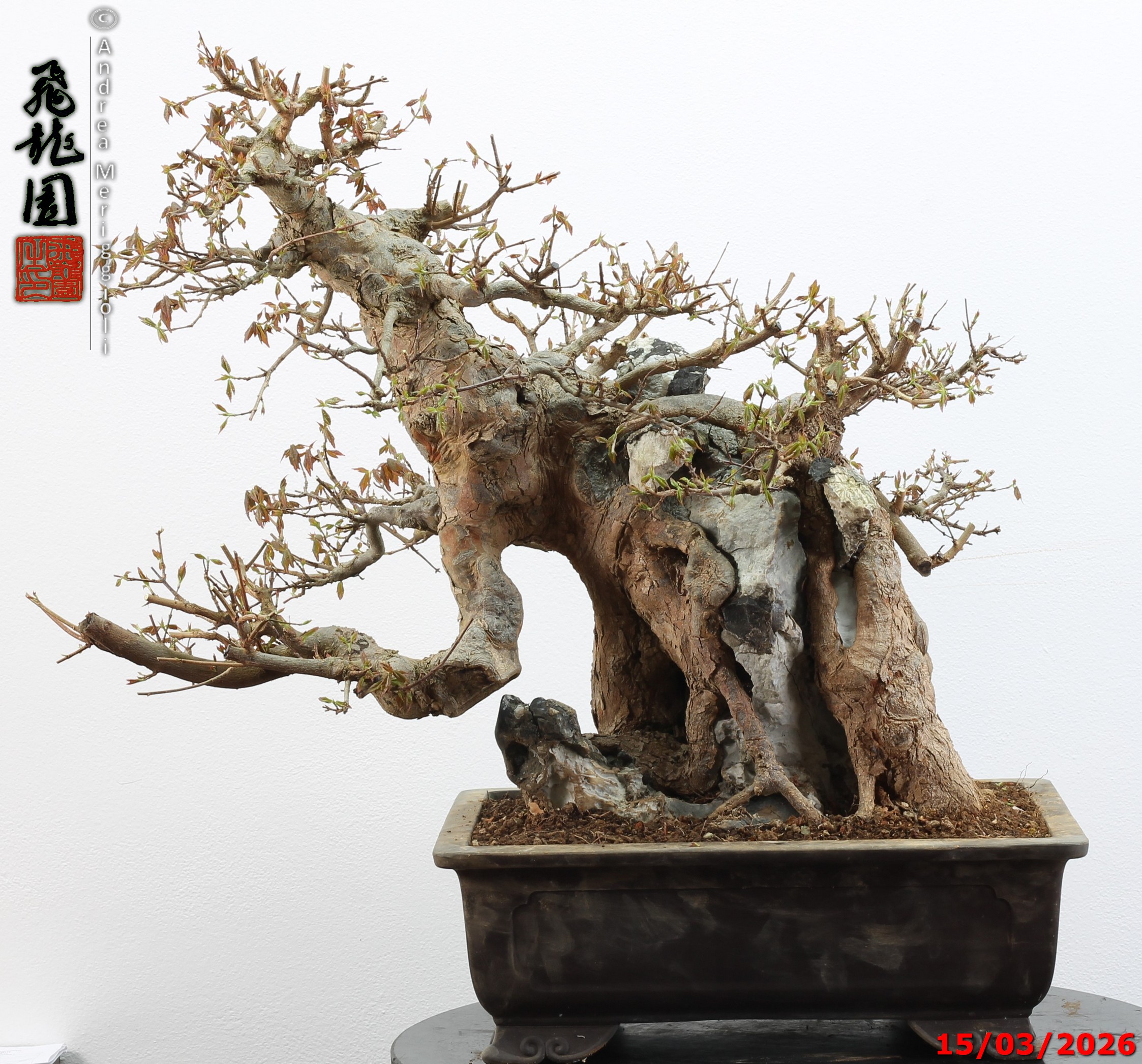 Acer buergerianum ishizuki - Image 13