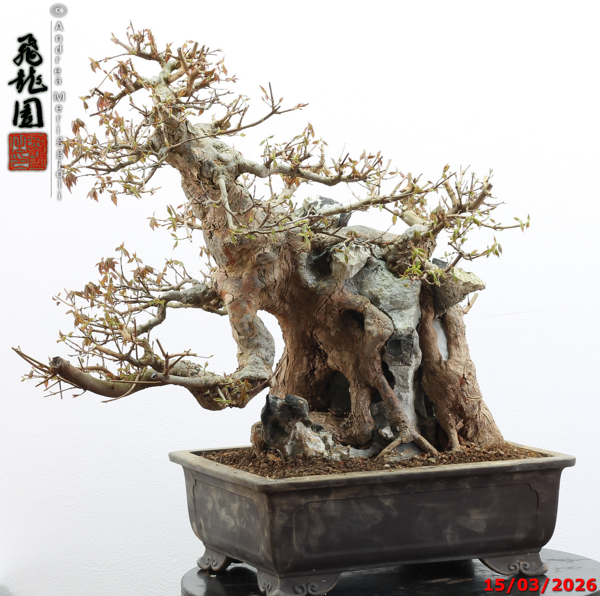 Acer buergerianum ishizuki - Image 12