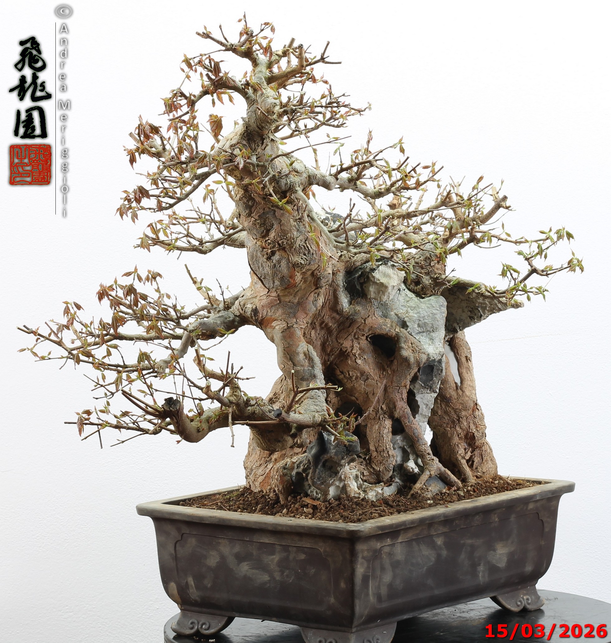 Acer buergerianum ishizuki - Image 11