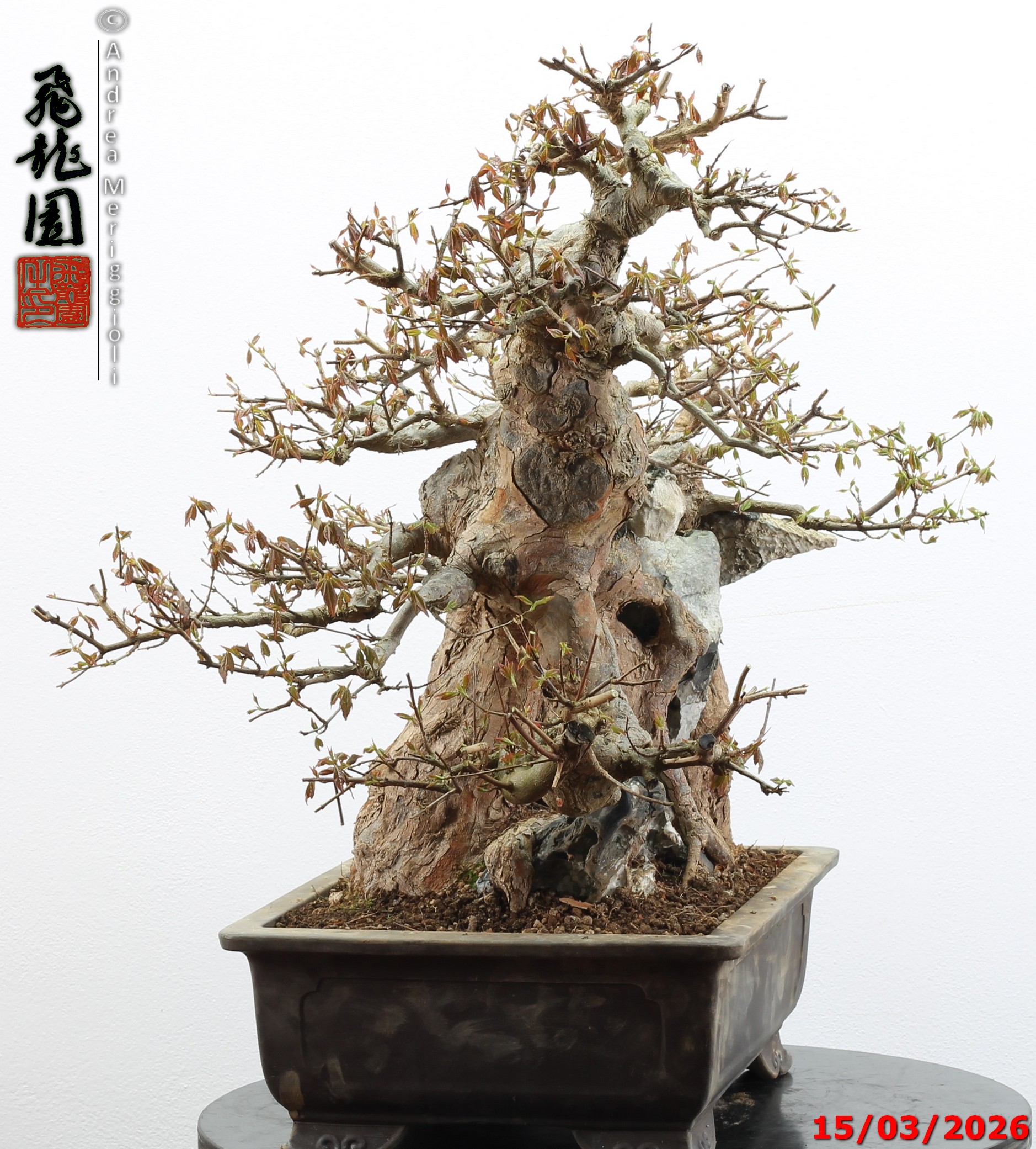 Acer buergerianum ishizuki - Image 10