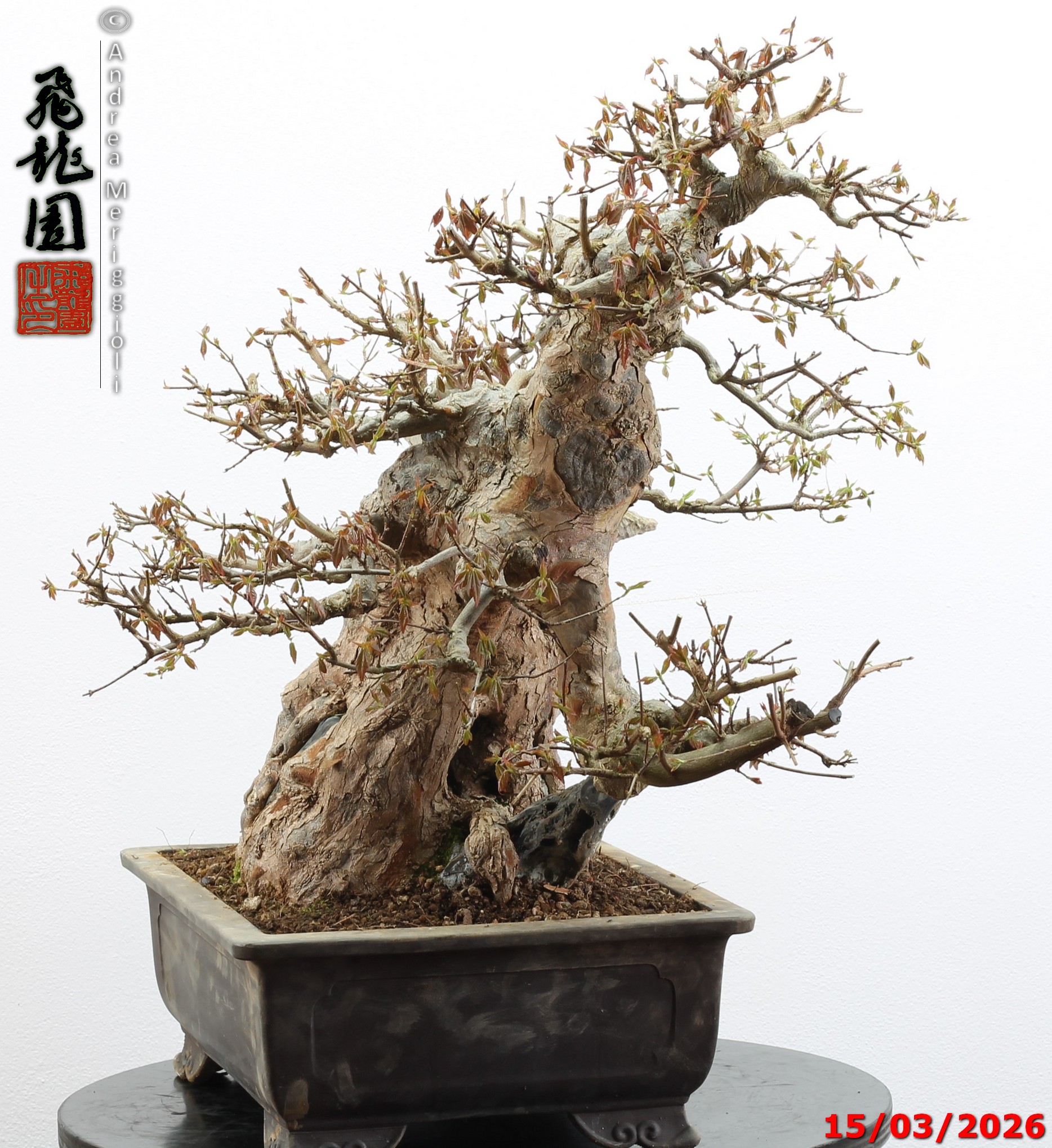 Acer buergerianum ishizuki - Image 9
