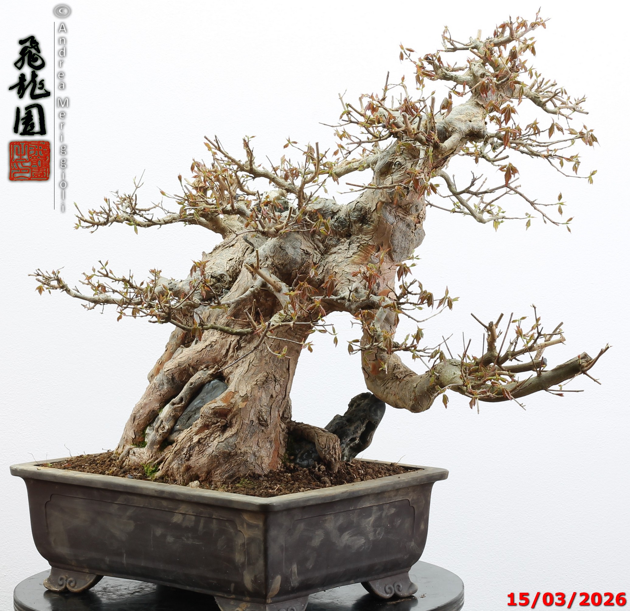 Acer buergerianum ishizuki - Image 8