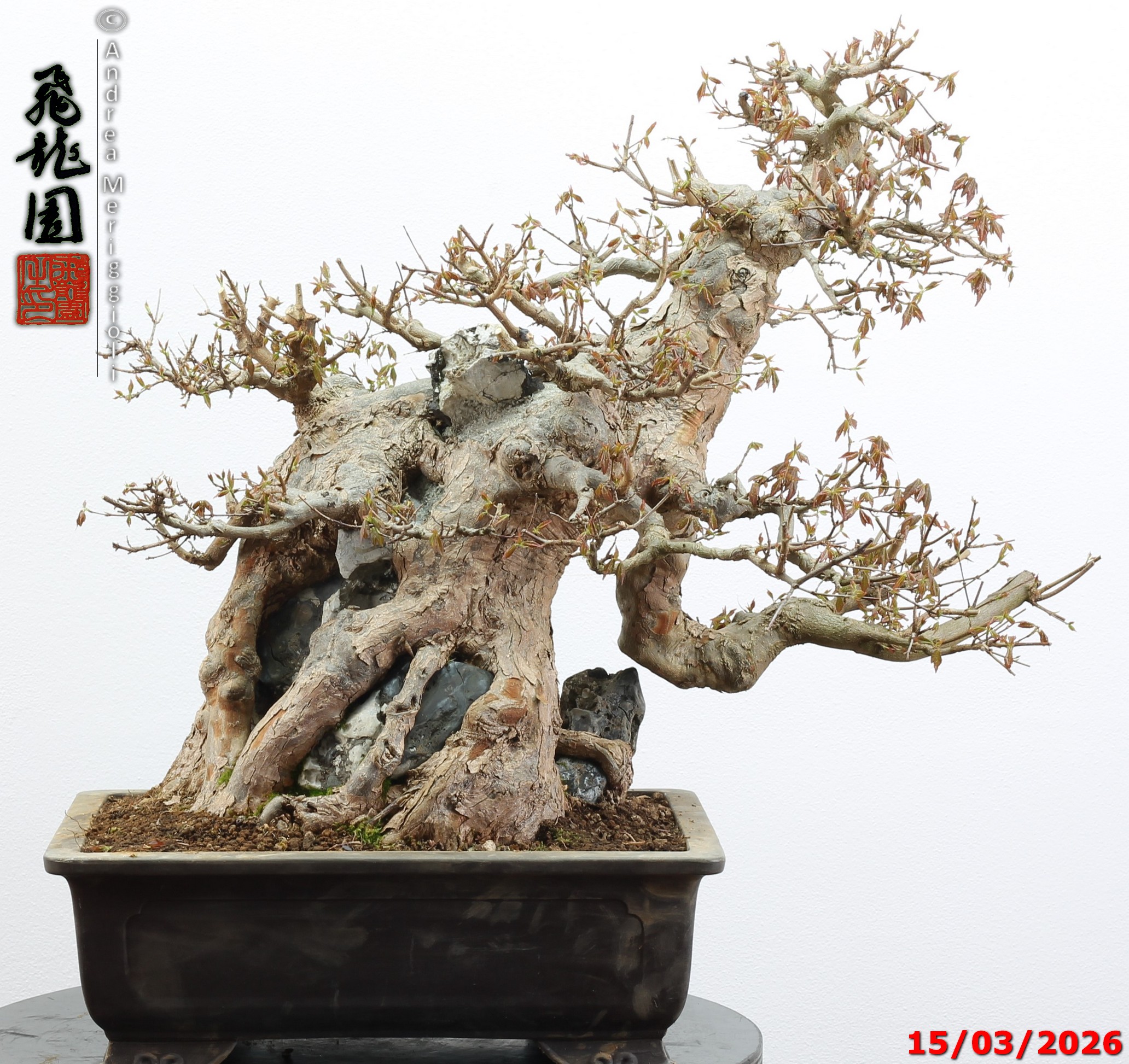 Acer buergerianum ishizuki - Image 7